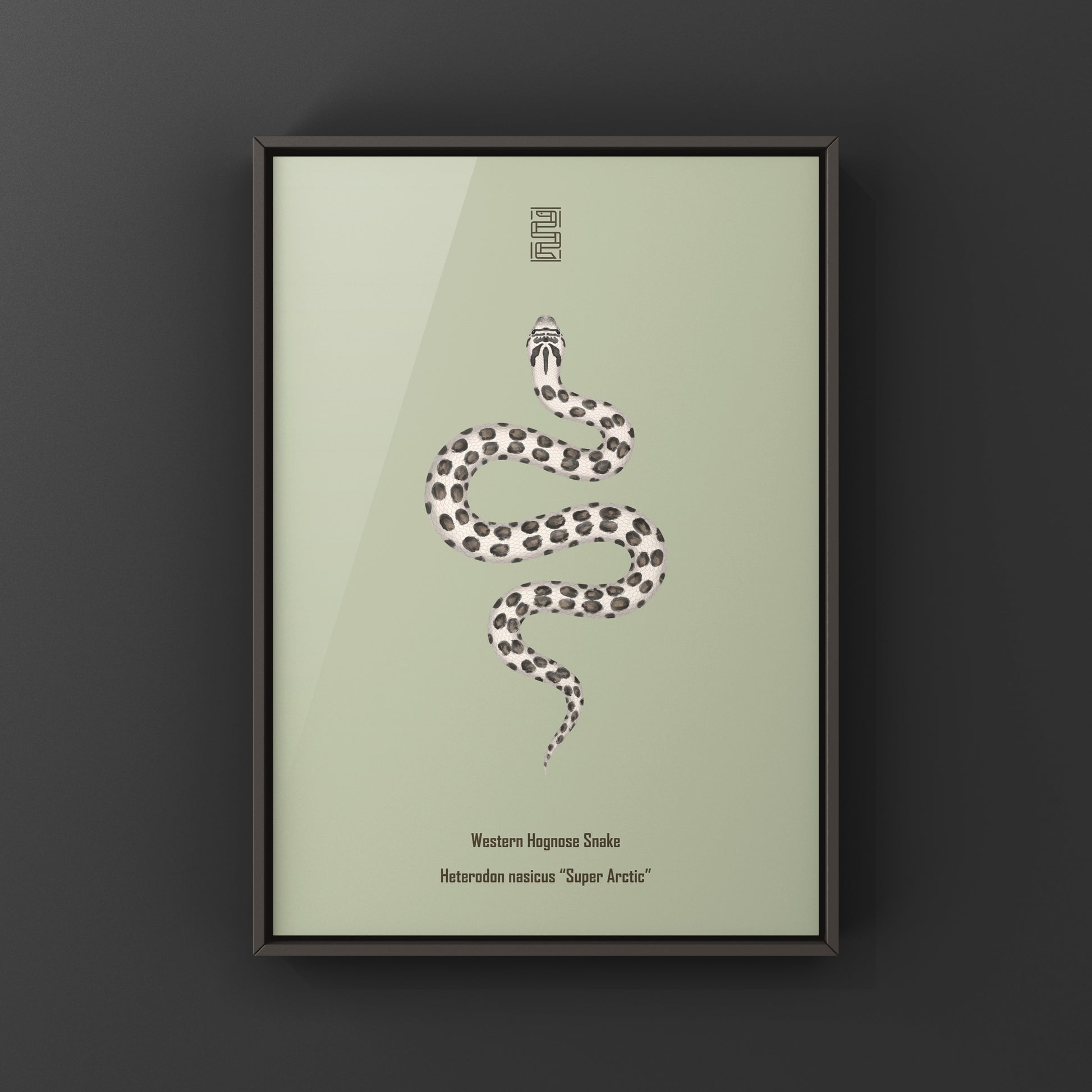 Art print of a Super Arctic Western Hognose Snake (Heterodon nasicus) by The Silk Ranch, showcasing detailed snake illustration.
