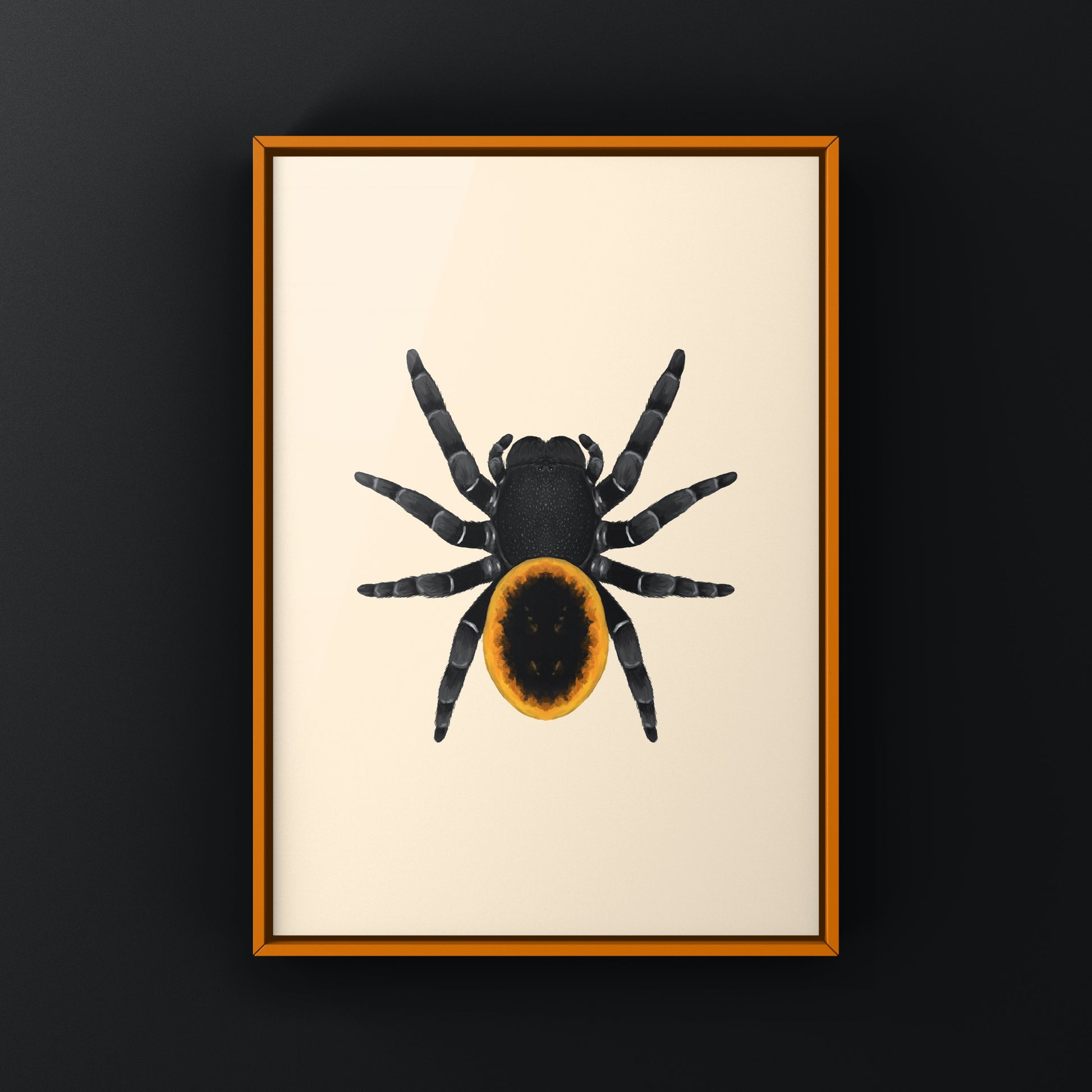 Orange ring velvet spider art print featuring detailed illustration of Eresus walckenaeri by The Silk Ranch