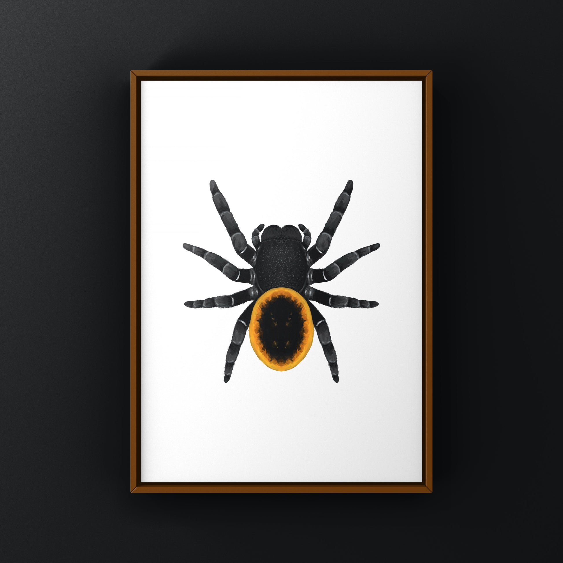 Orange velvet spider art print featuring a detailed illustration of Eresus walckenaeri by The Silk Ranch.