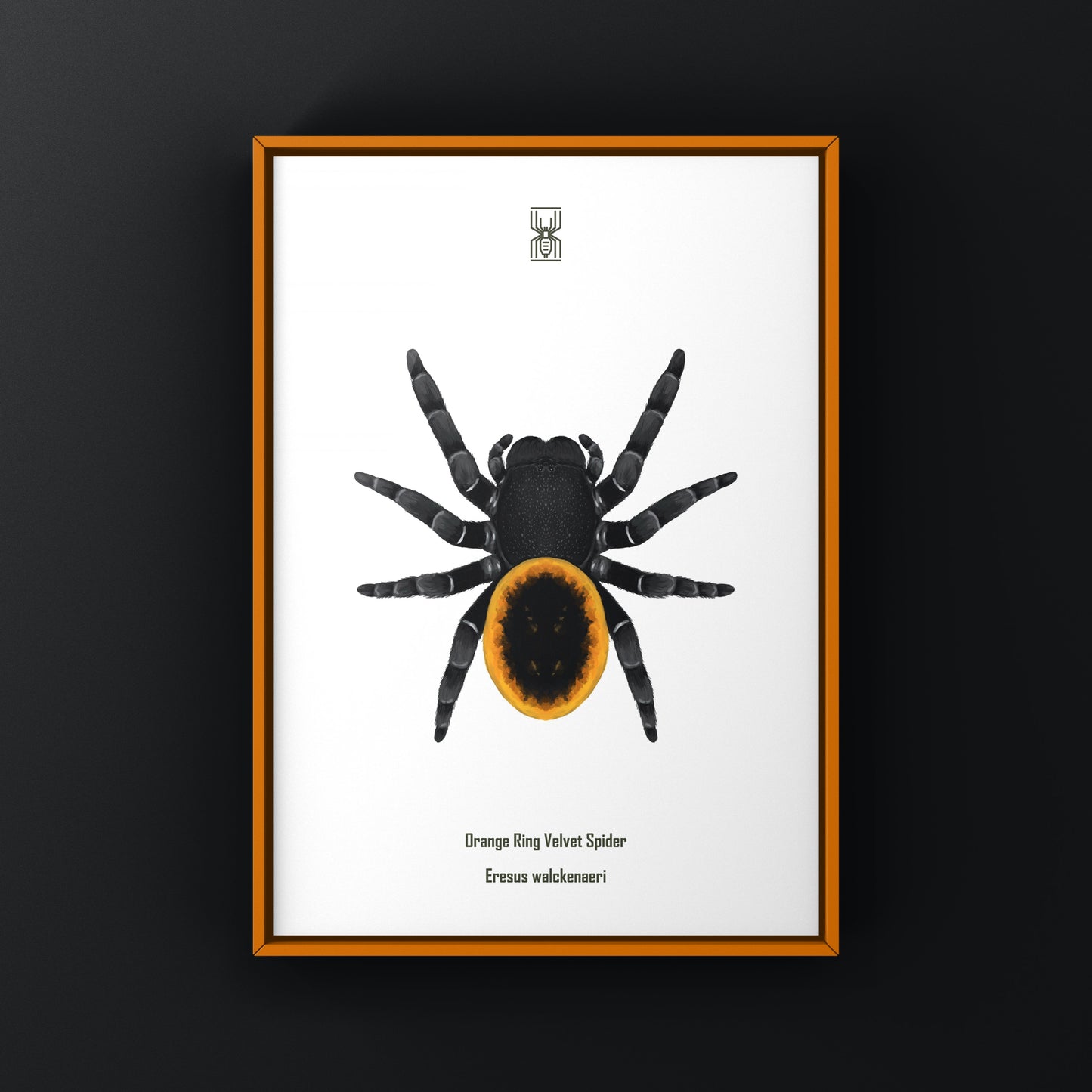 Orange velvet spider art print featuring detailed illustration of Eresus walckenaeri, created by The Silk Ranch.