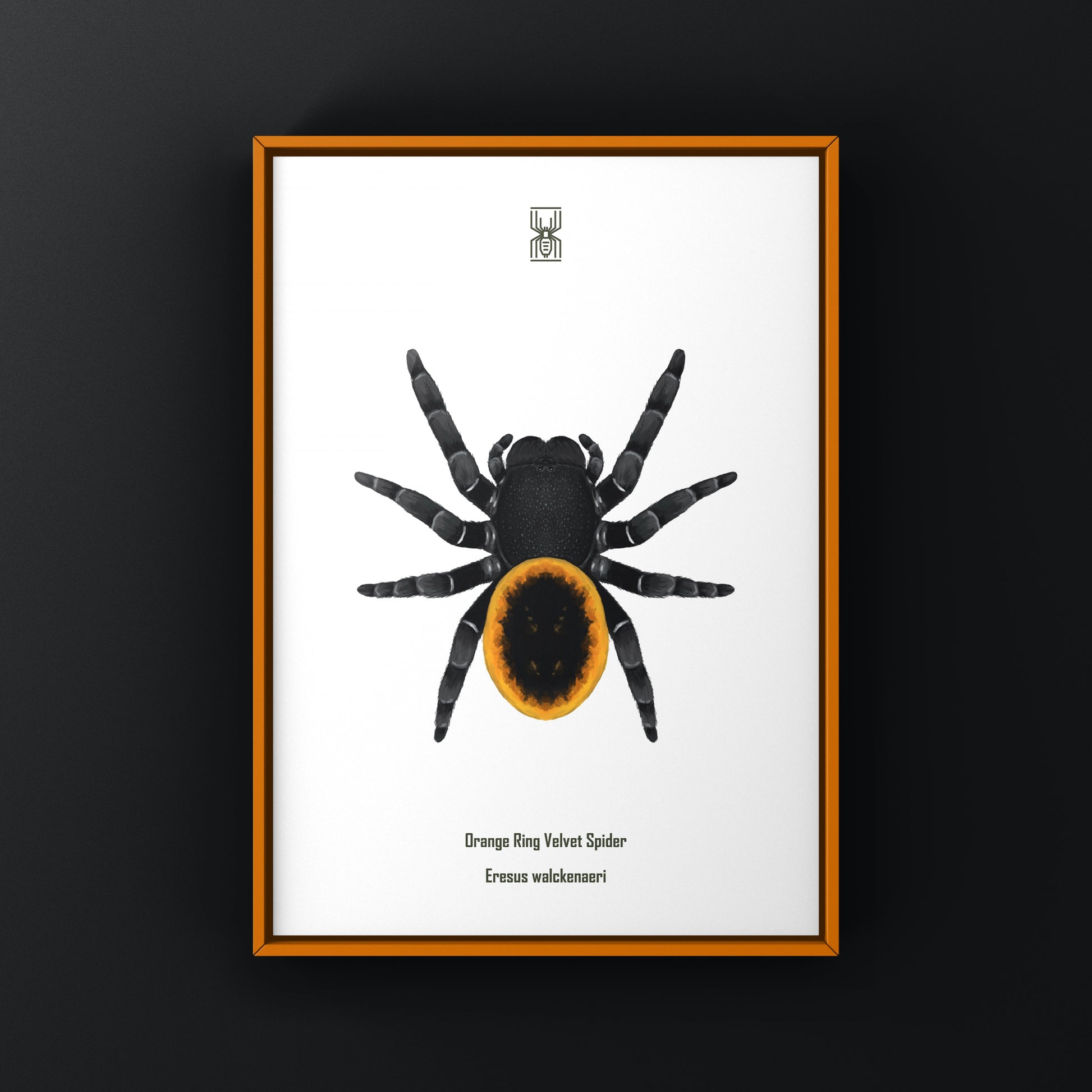 Orange velvet spider art print featuring detailed illustration of Eresus walckenaeri, created by The Silk Ranch.