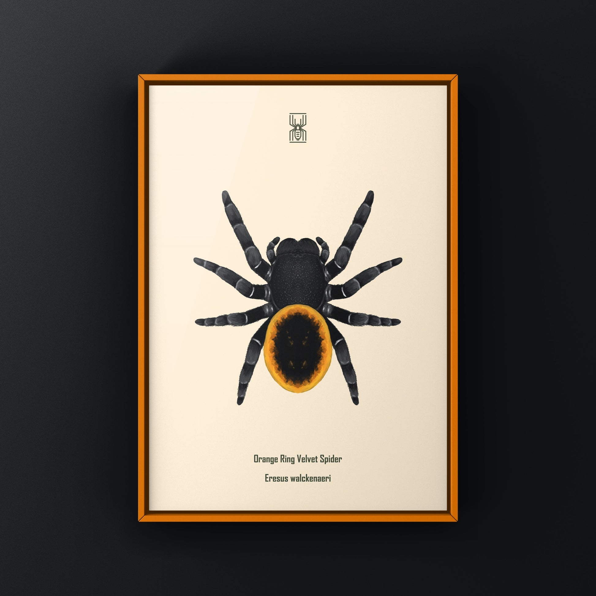 Orange velvet spider art print featuring a detailed illustration of Eresus walckenaeri on high-quality paper.