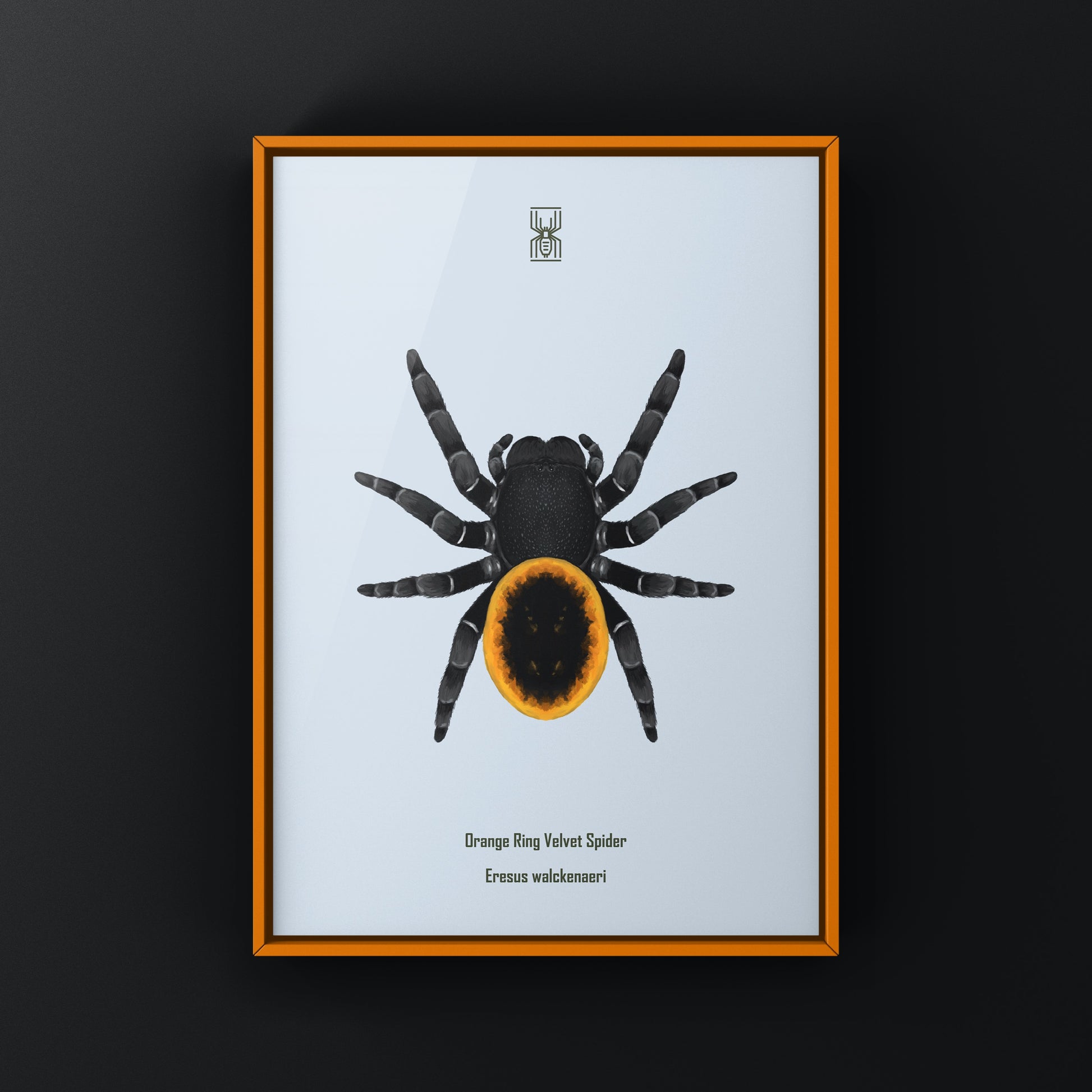 Orange velvet spider art print depicting Eresus walckenaeri with vibrant colors and detailed design, by The Silk Ranch.