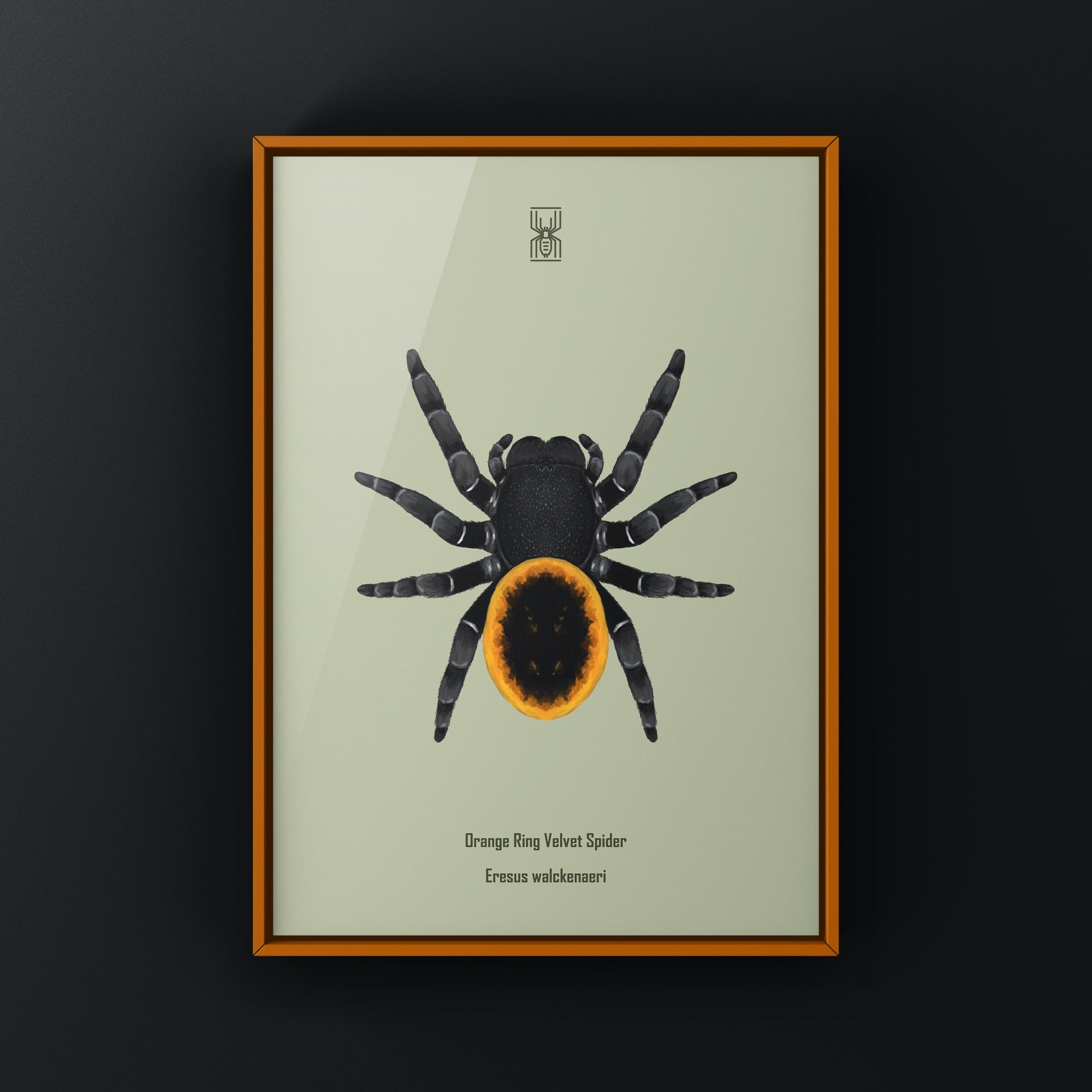Orange velvet spider art print featuring a detailed Eresus walckenaeri spider on a neutral background, by The Silk Ranch.
