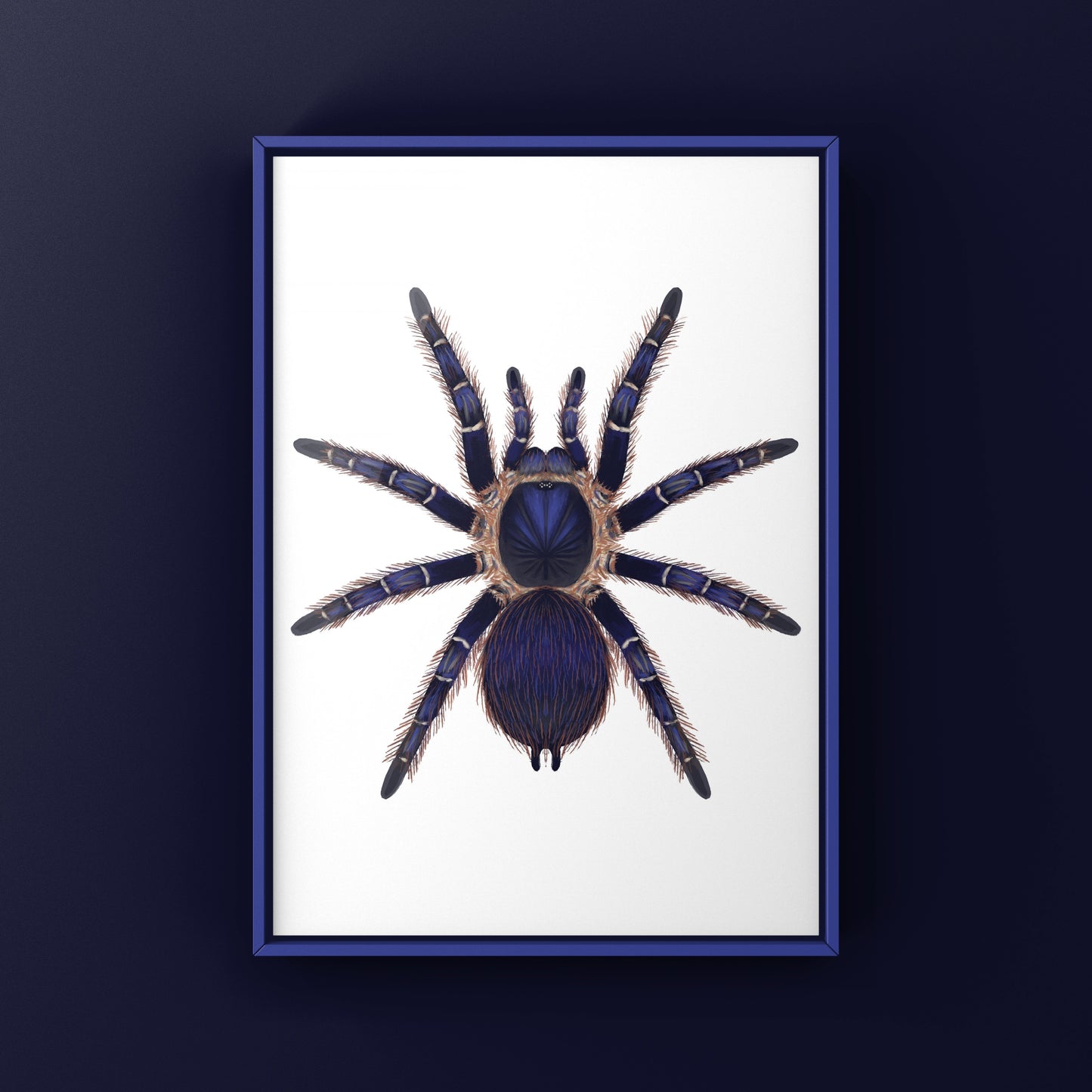 Brazilian Blue and Red Tarantula art print by The Silk Ranch, featuring vibrant Nhandu cerradensis spider artwork.