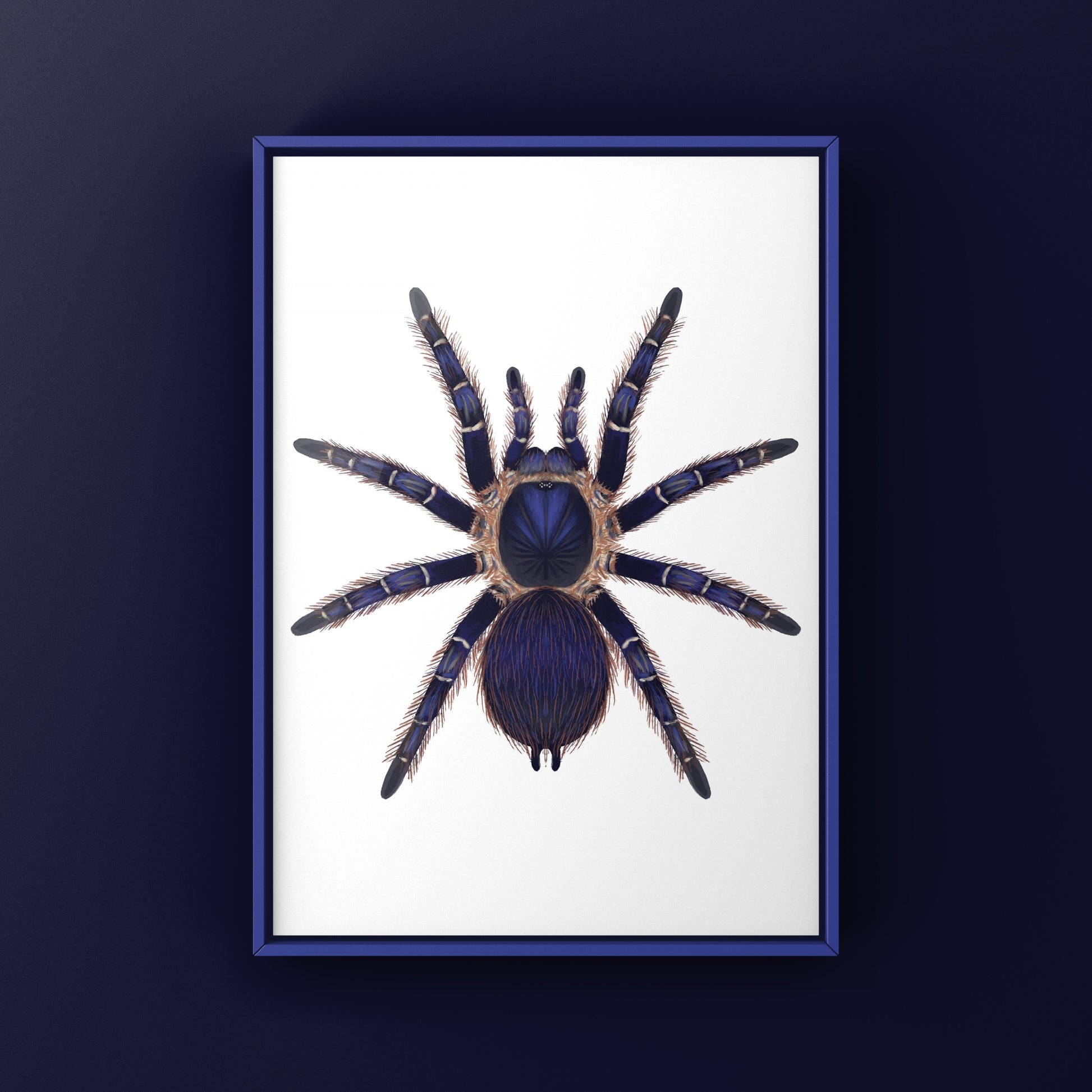 Brazilian Blue and Red Tarantula art print by The Silk Ranch, featuring vibrant Nhandu cerradensis spider artwork.