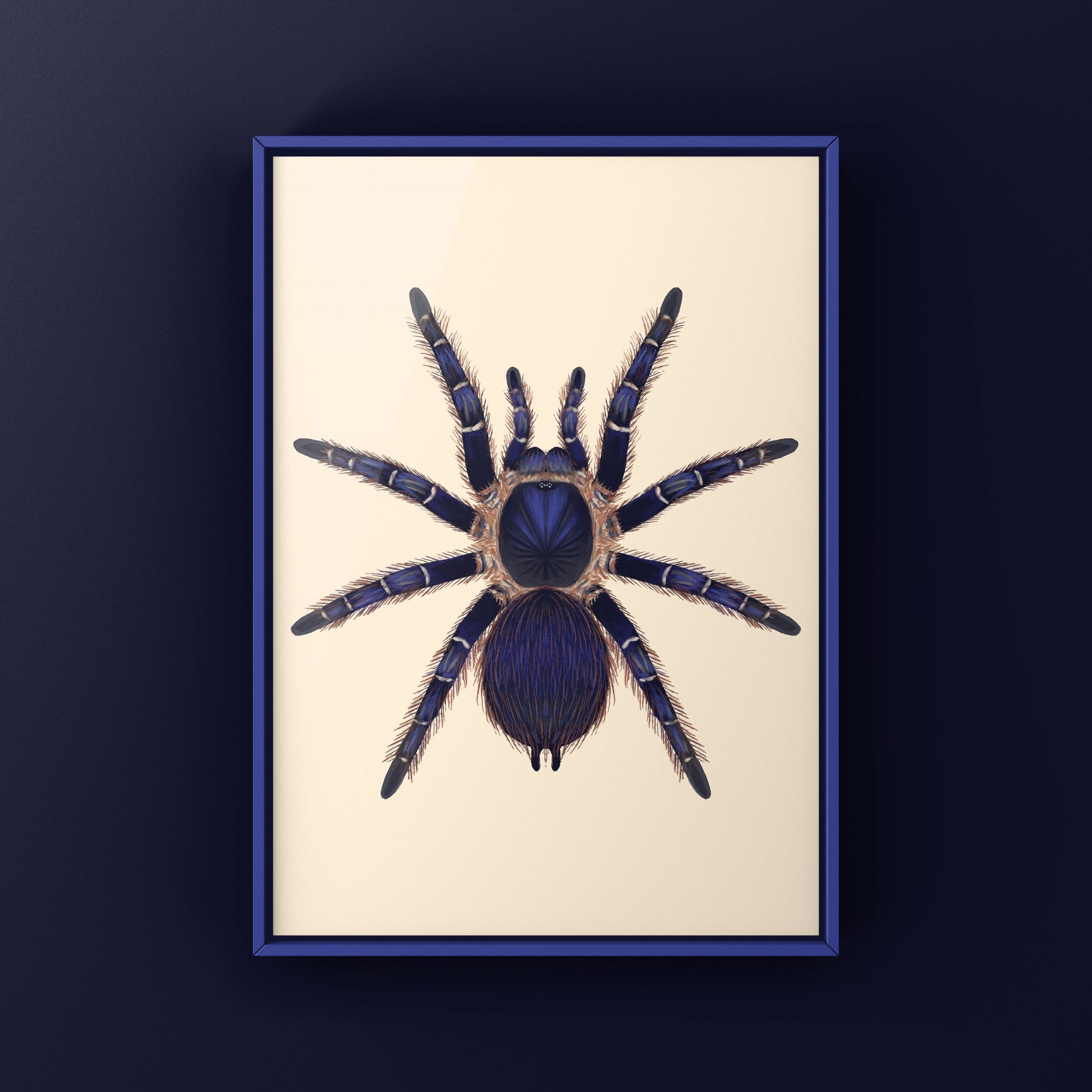 Brazilian Blue and Red Tarantula art print featuring Nhandu cerradensis, displayed on a neutral background, by The Silk Ranch.
