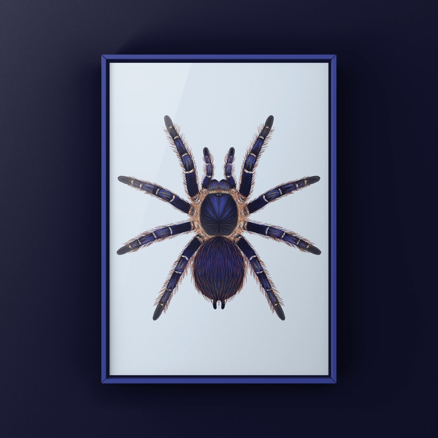 Brazilian Blue and Red Tarantula art print featuring Nhandu cerradensis by The Silk Ranch, showcasing vibrant spider illustrations.