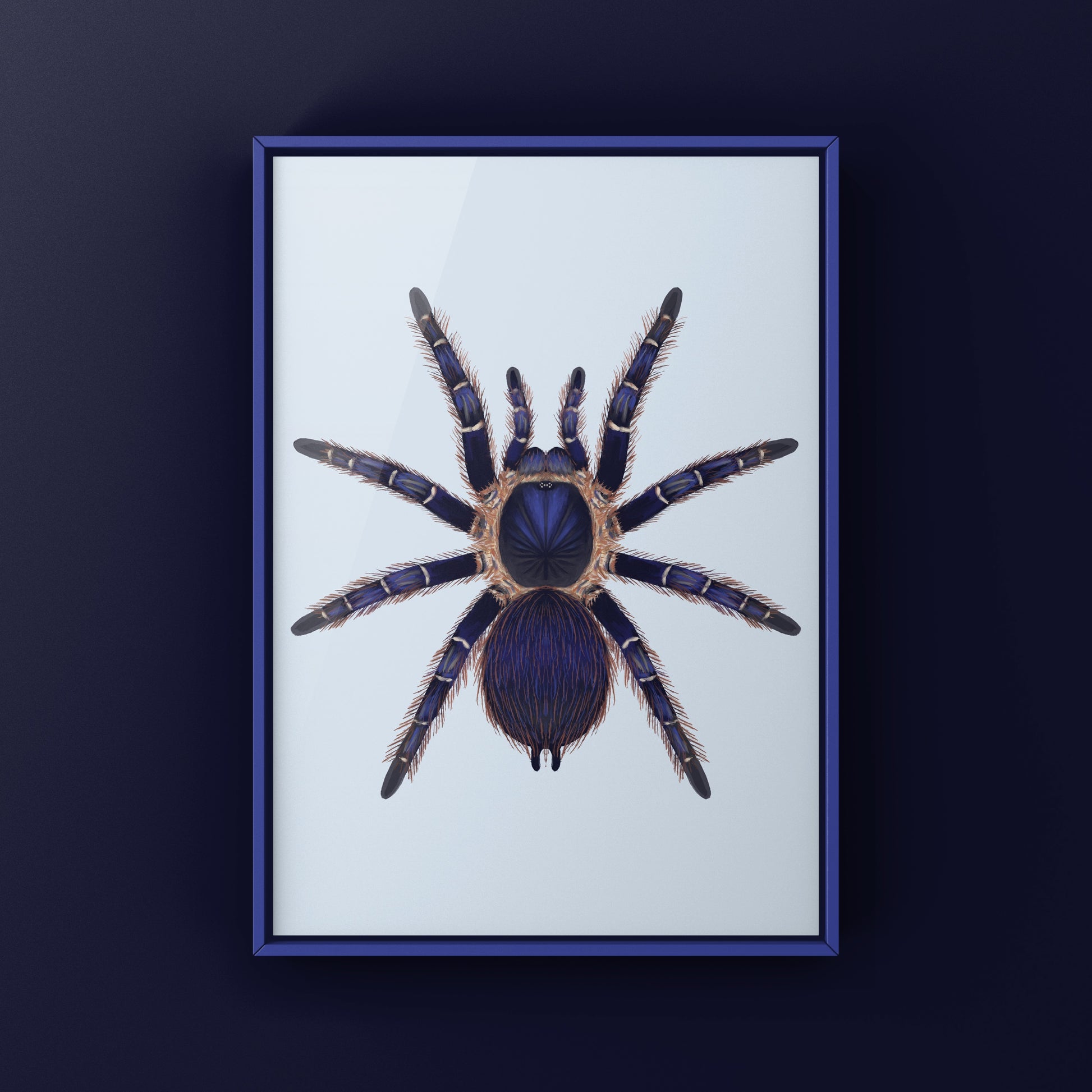 Brazilian Blue and Red Tarantula art print featuring Nhandu cerradensis by The Silk Ranch, showcasing vibrant spider illustrations.