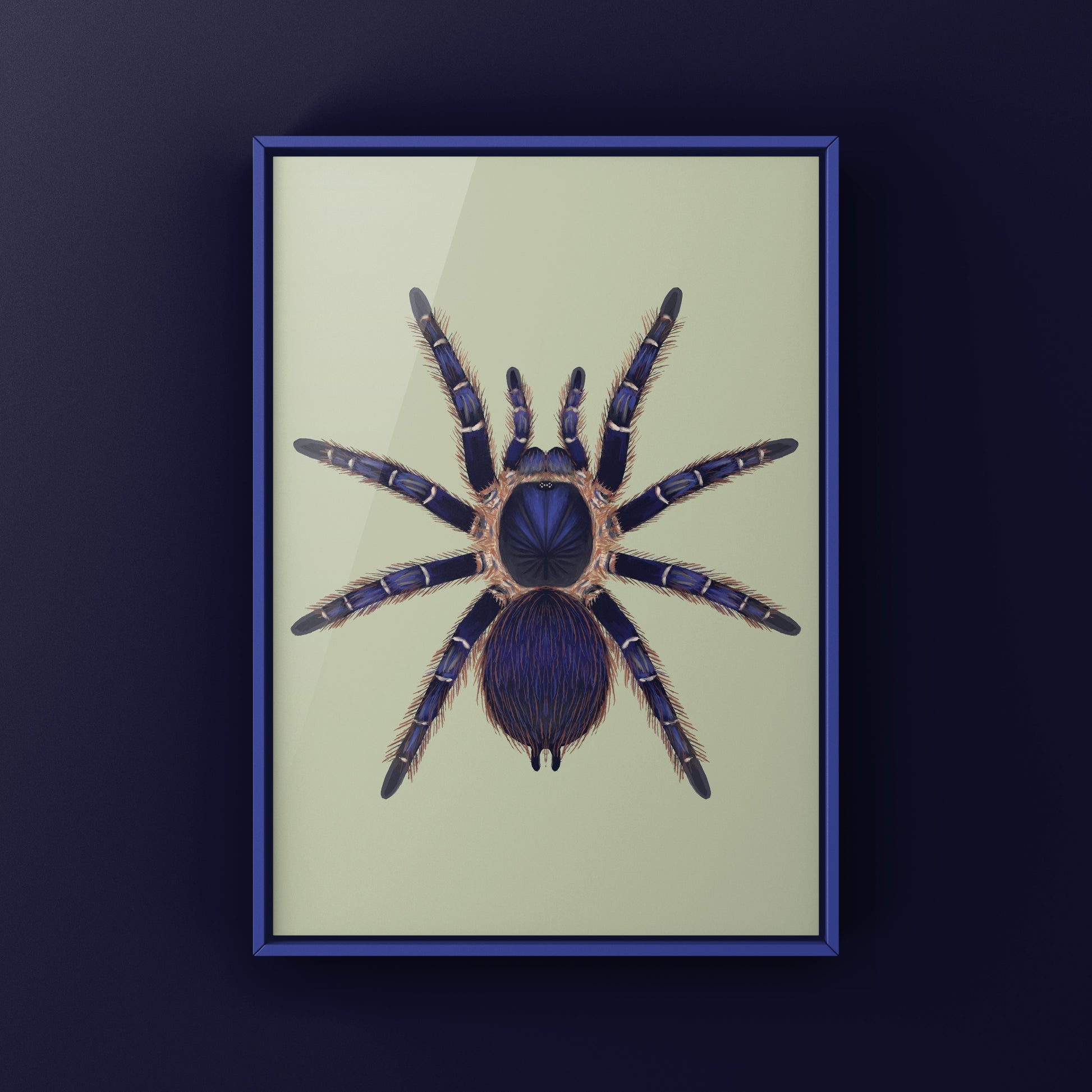 Brazilian blue and red tarantula art print featuring Nhandu cerradensis, showcasing vibrant colors and detailed spider illustration.