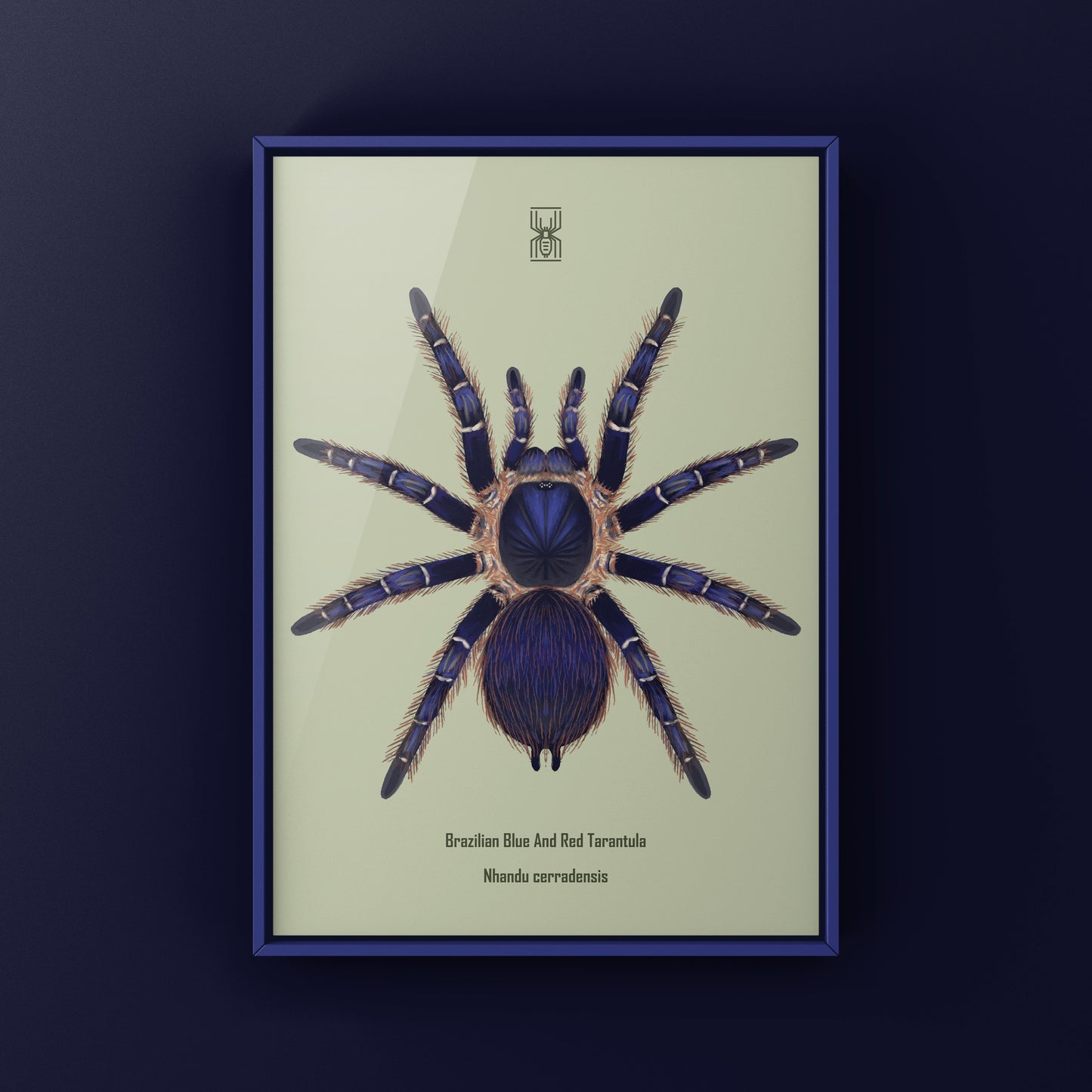 Brazilian Blue and Red Tarantula art print featuring Nhandu cerradensis, showcasing vibrant colors and detailed arachnid illustration.