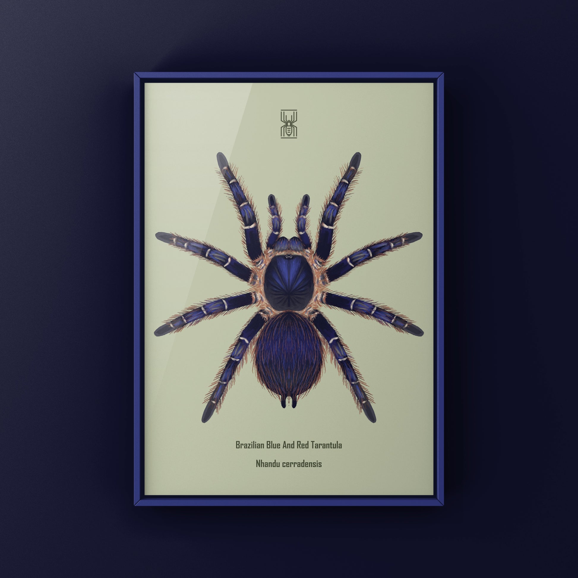 Brazilian Blue and Red Tarantula art print featuring Nhandu cerradensis, showcasing vibrant colors and detailed arachnid illustration.