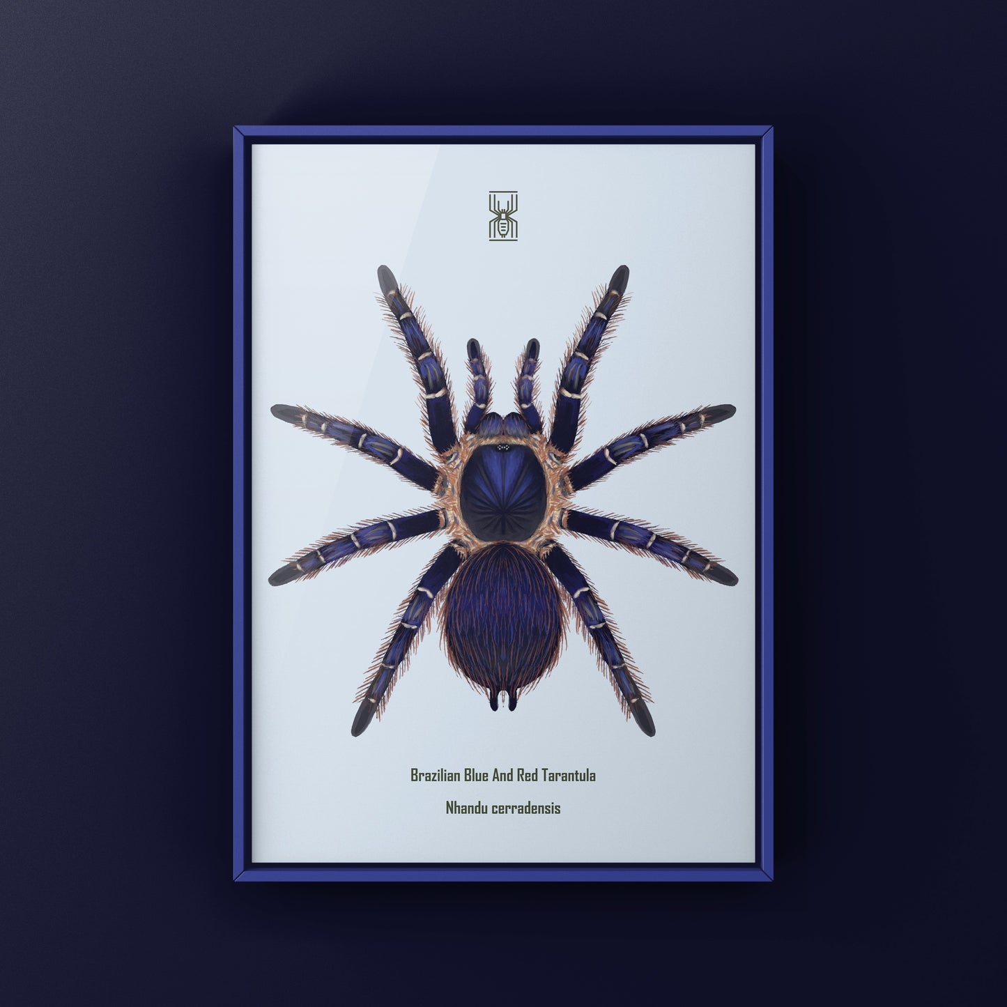 Brazilian Blue and Red Tarantula art print featuring Nhandu cerradensis, showcasing vibrant colors and detailed arachnid artwork.