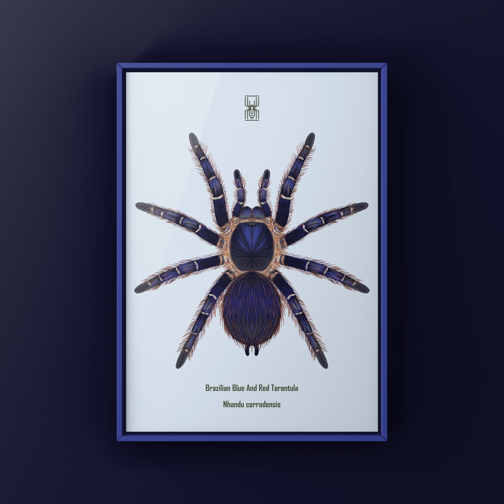 Brazilian Blue and Red Tarantula art print featuring Nhandu cerradensis, showcasing vibrant colors and detailed arachnid artwork.