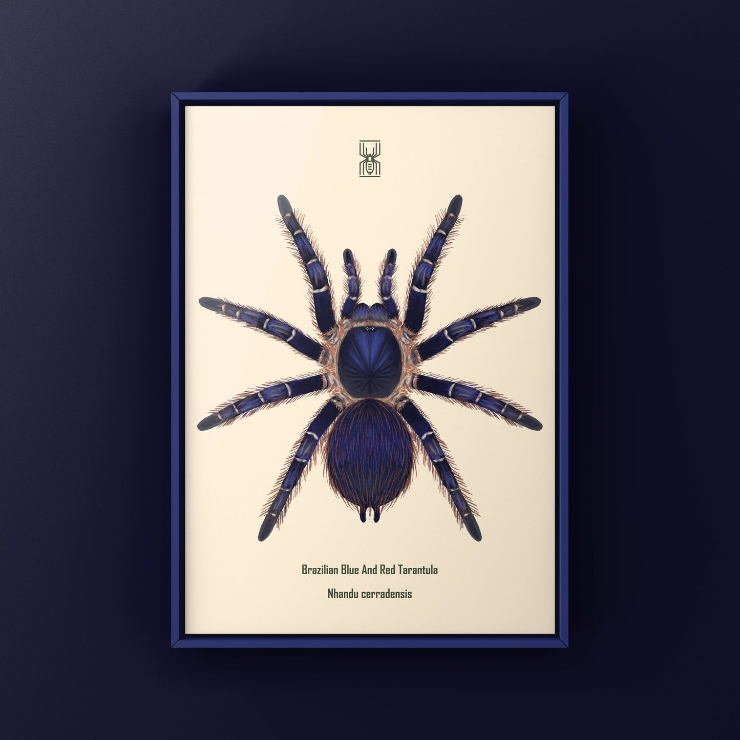 Brazilian Blue and Red Tarantula art print featuring Nhandu cerradensis from The Silk Ranch, showcasing vibrant spider illustrations.