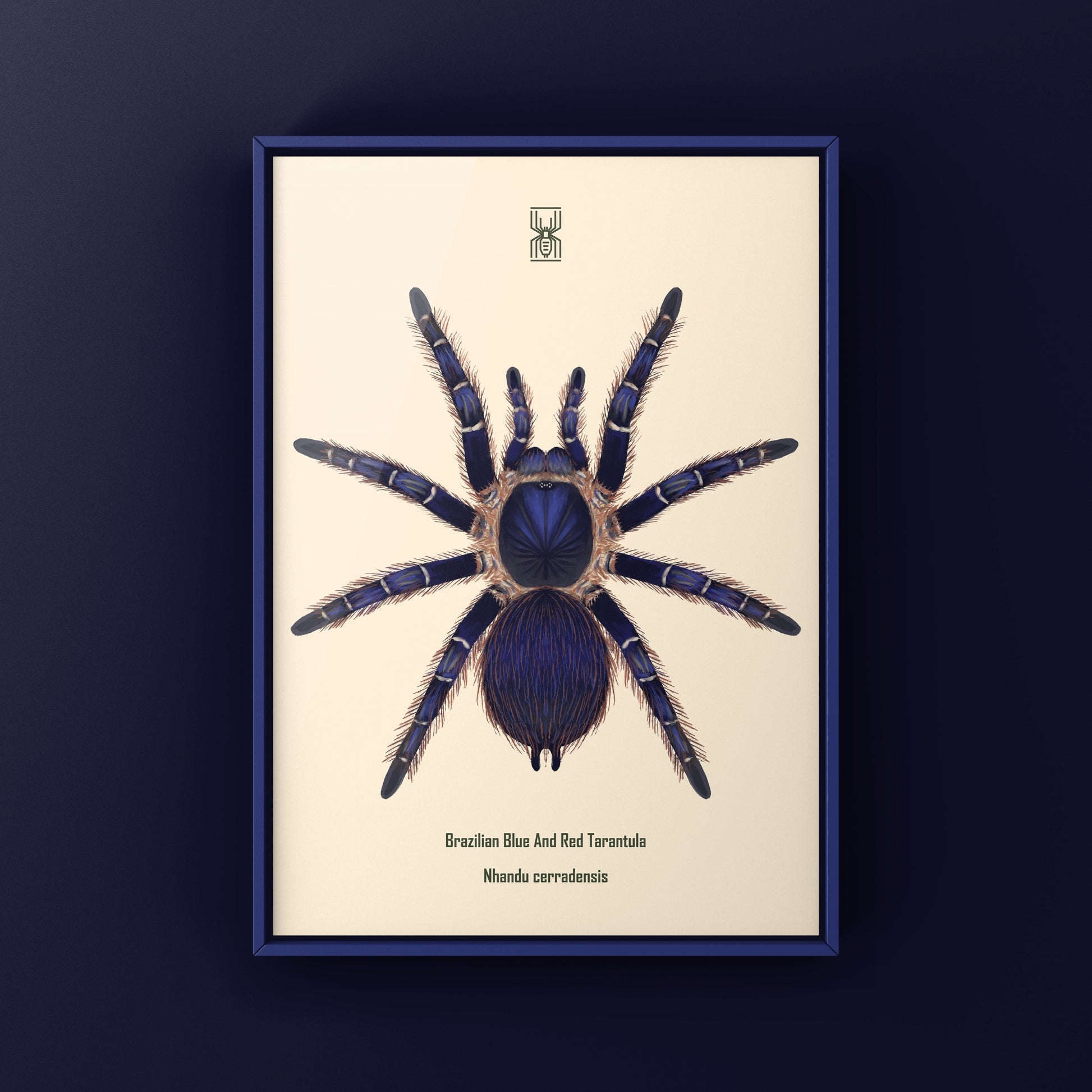 Brazilian Blue and Red Tarantula art print featuring Nhandu cerradensis from The Silk Ranch, showcasing vibrant spider illustrations.