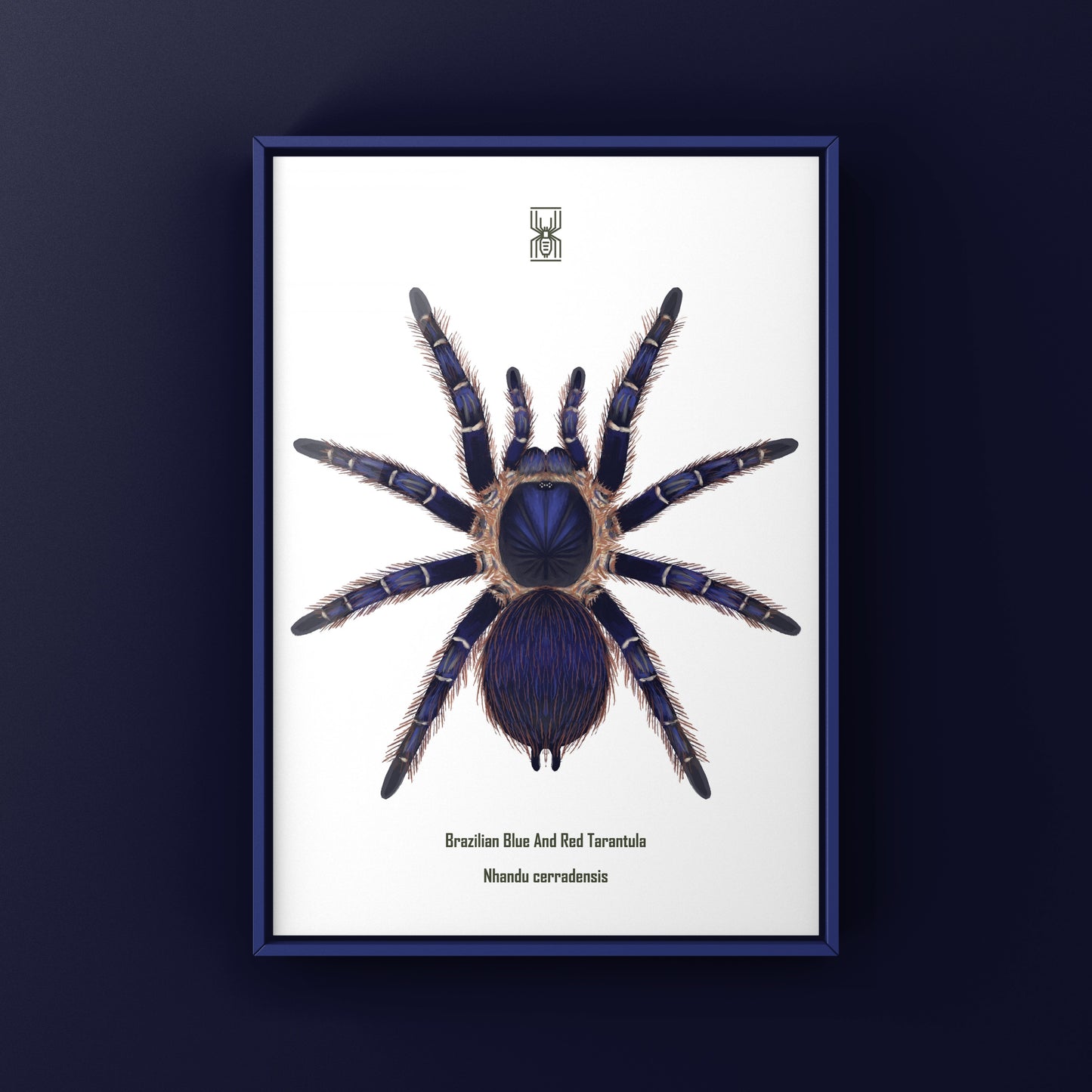 Brazilian Blue and Red Tarantula art print featuring Nhandu cerradensis by The Silk Ranch, showcasing vibrant colors and detailed spider illustration.