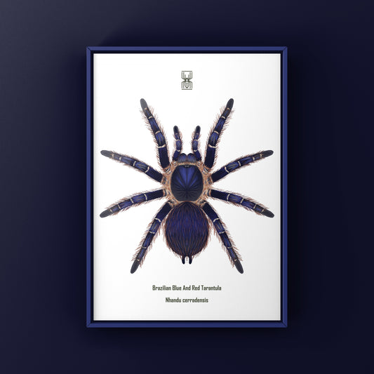 Brazilian Blue and Red Tarantula art print featuring Nhandu cerradensis by The Silk Ranch, showcasing vibrant colors and detailed spider illustration.