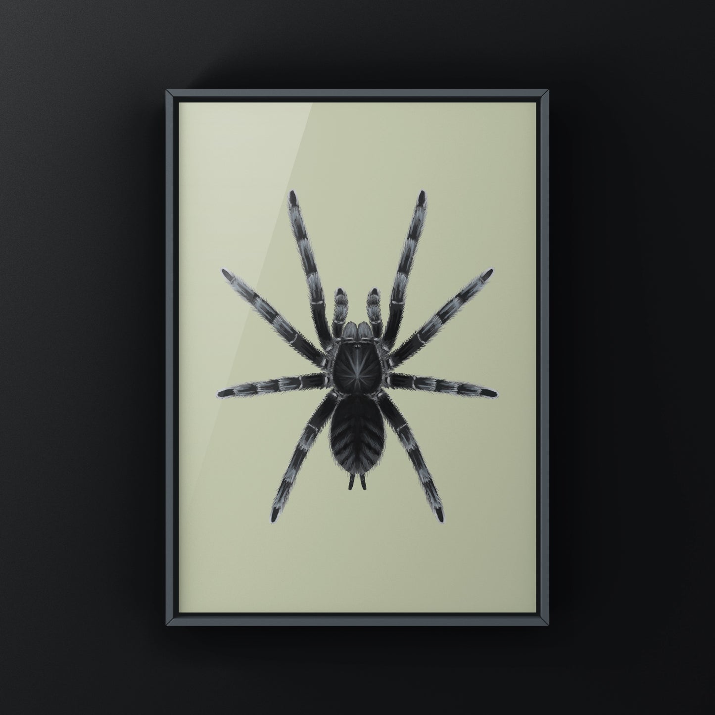 Sangihe Island Black Tarantula art print by The Silk Ranch, showcasing detailed black tarantula illustration on a neutral background.