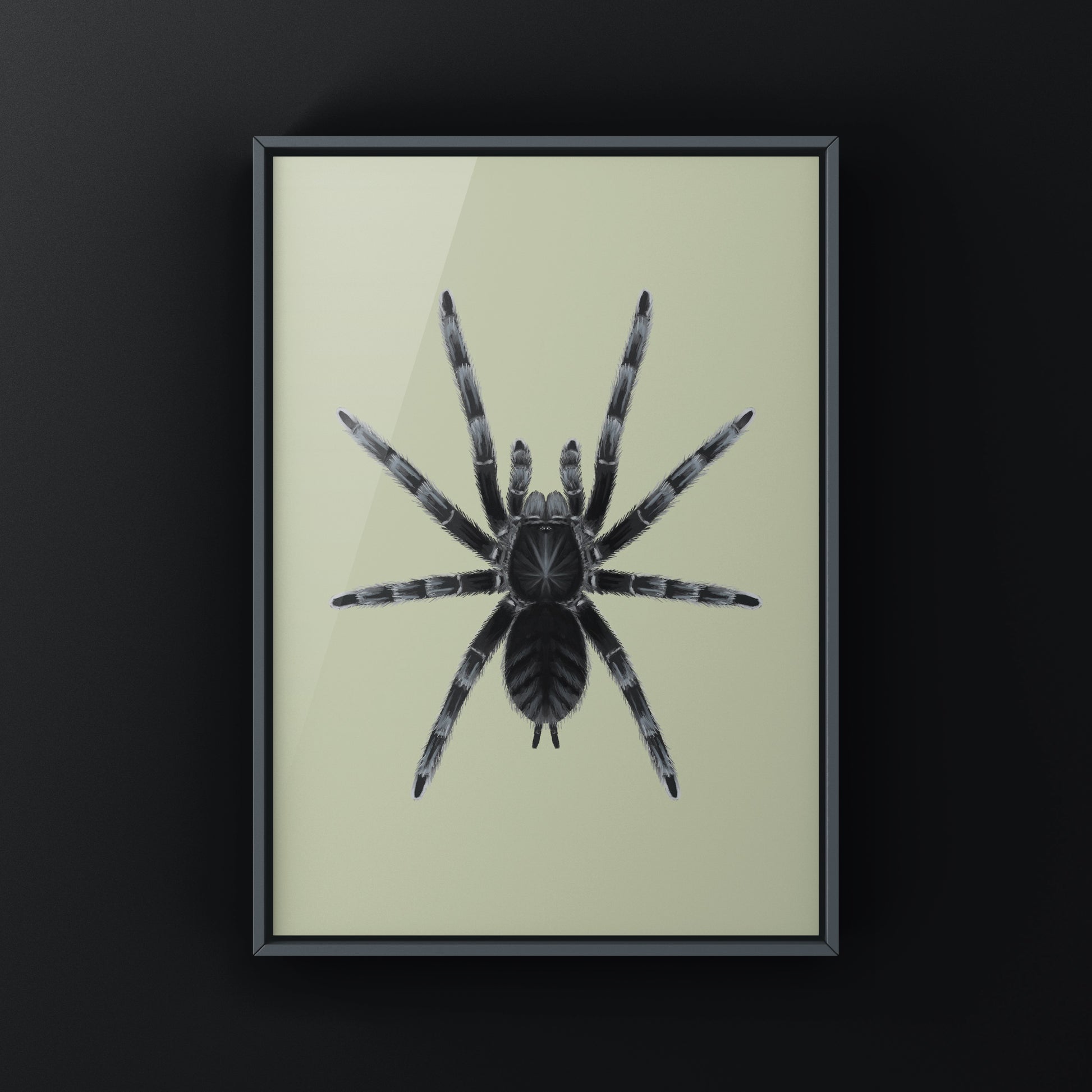 Sangihe Island Black Tarantula art print by The Silk Ranch, showcasing detailed black tarantula illustration on a neutral background.