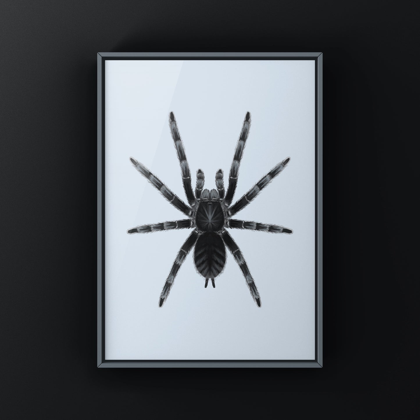 Black tarantula art print featuring the Lampropelma nigerrimum species on a neutral background, by The Silk Ranch.