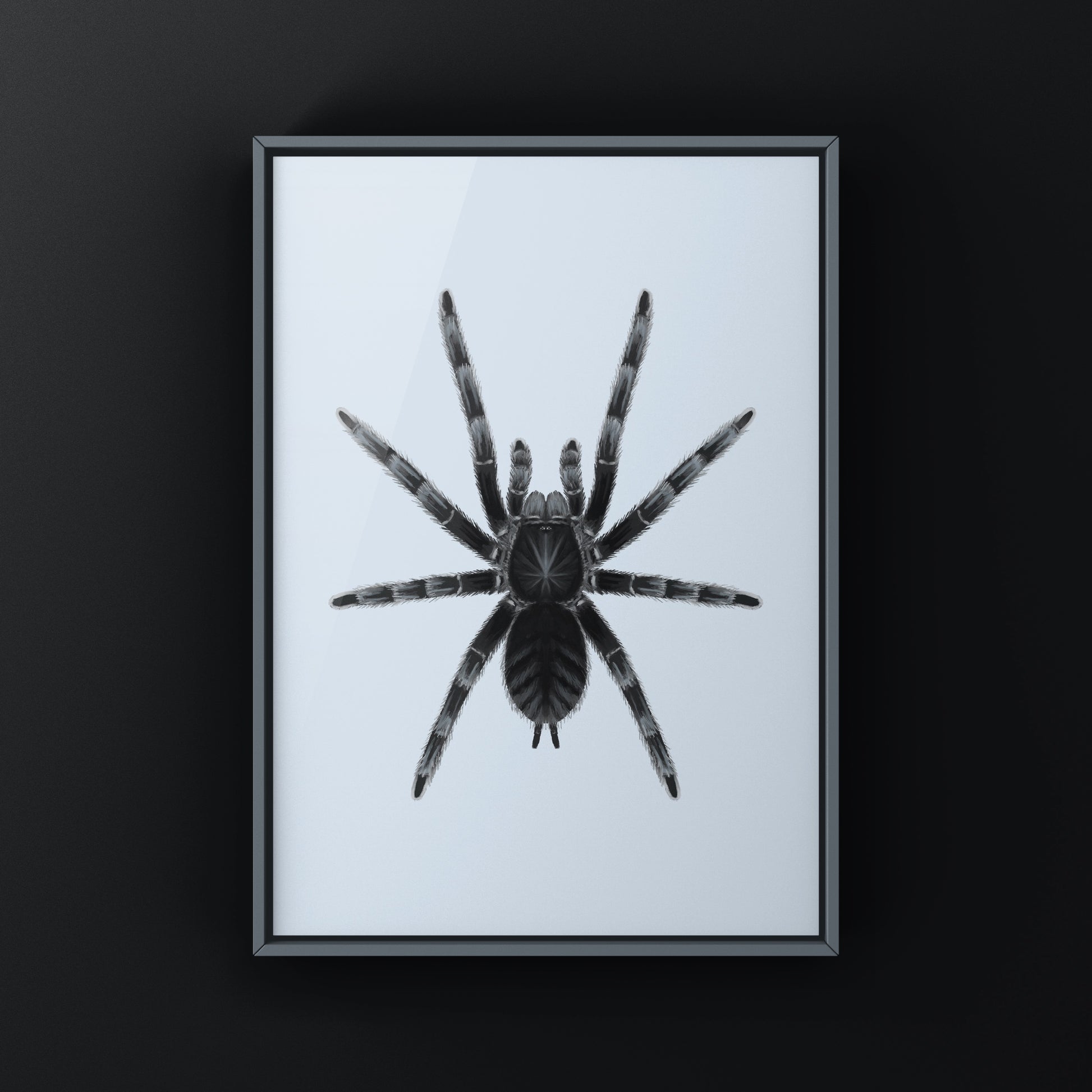 Black tarantula art print featuring the Lampropelma nigerrimum species on a neutral background, by The Silk Ranch.