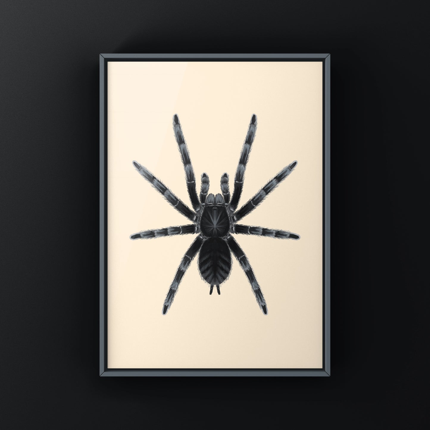Black tarantula art print from Sangihe Island featuring Lampropelma nigerrimum, detailed illustration by The Silk Ranch.