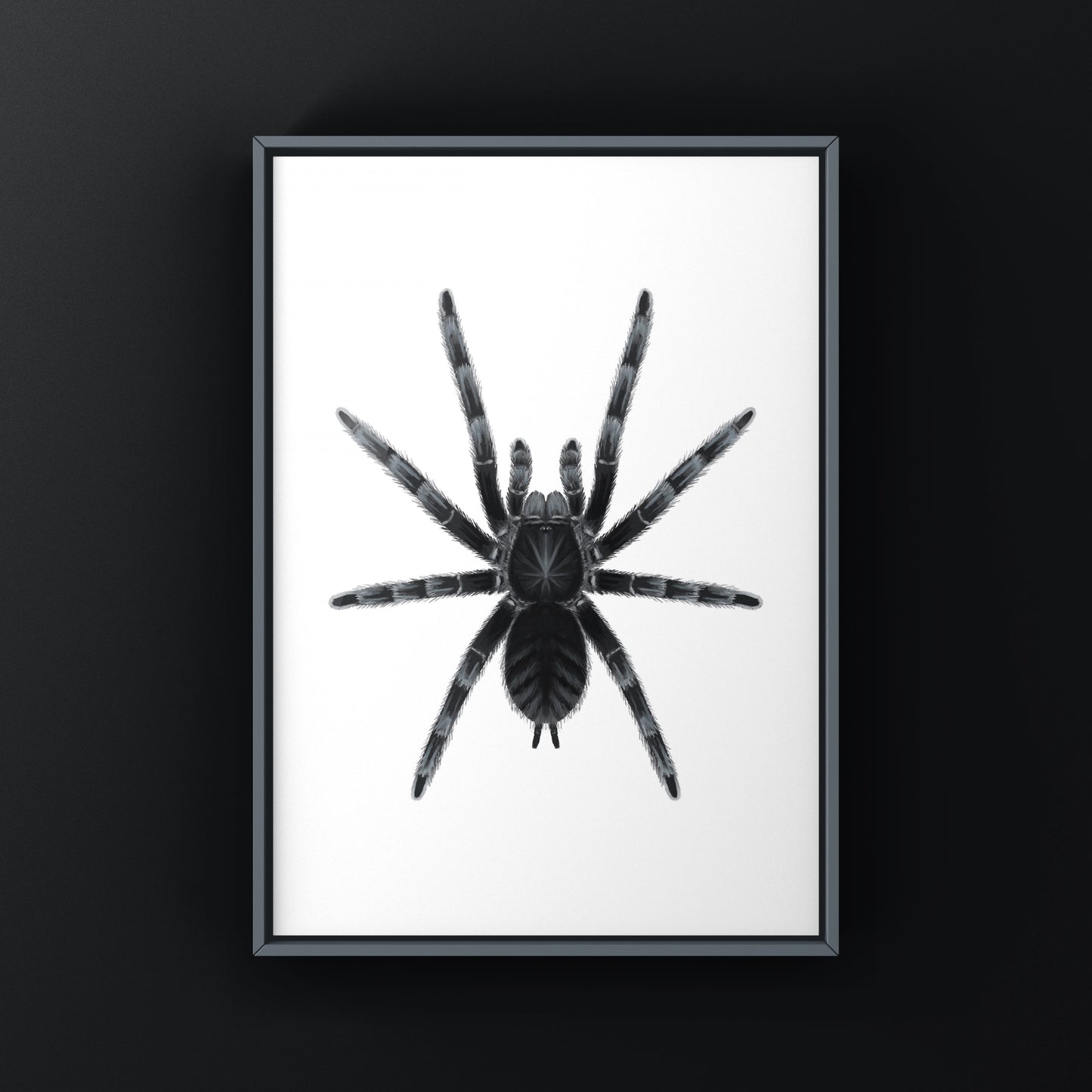 Sangihe Island Black Tarantula art print by The Silk Ranch showing detailed illustration of Lampropelma nigerrimum on white background.