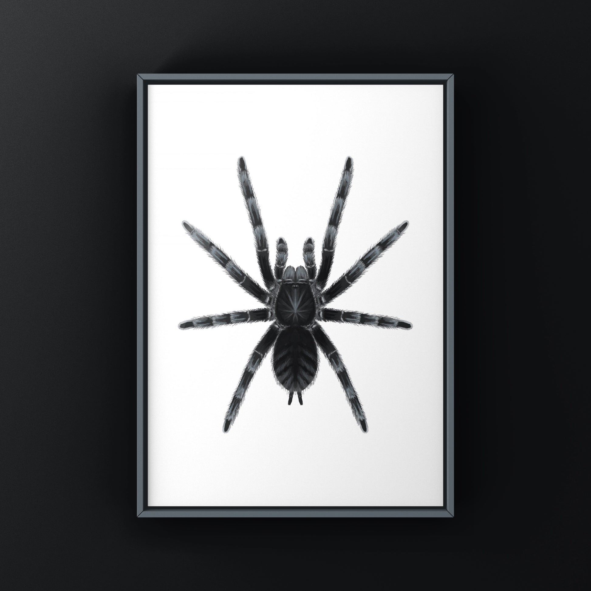 Sangihe Island Black Tarantula art print by The Silk Ranch showing detailed illustration of Lampropelma nigerrimum on white background.