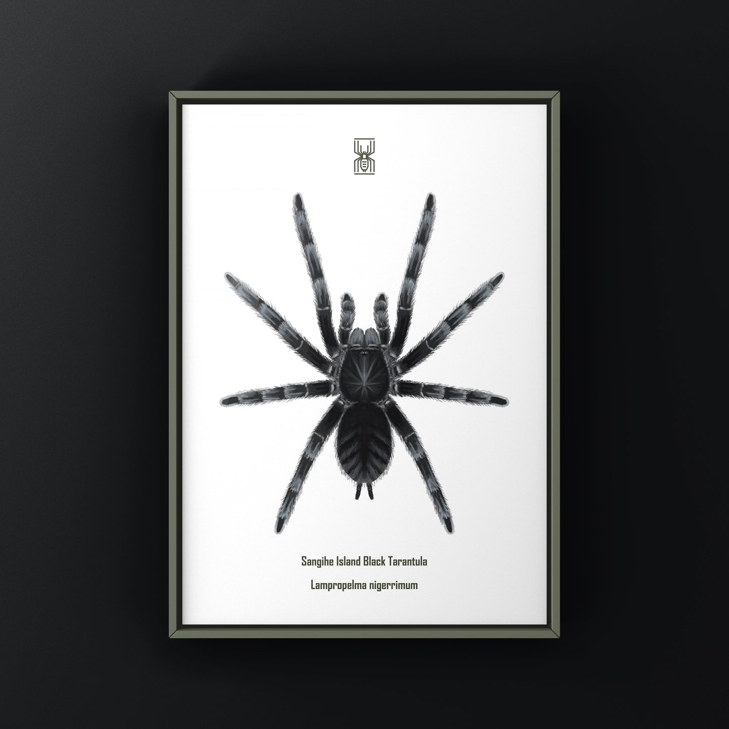 Black tarantula art print featuring Lampropelma nigerrimum from Sangihe Island, created by The Silk Ranch.