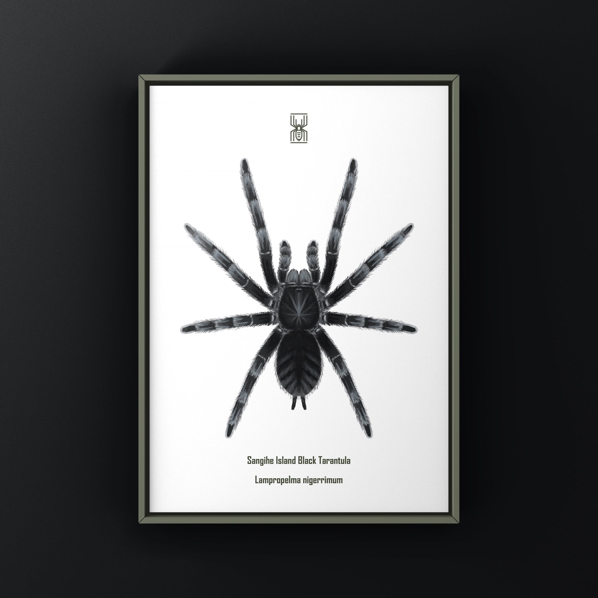 Black tarantula art print featuring Lampropelma nigerrimum from Sangihe Island, created by The Silk Ranch.