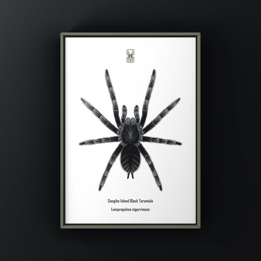 Black tarantula art print featuring Lampropelma nigerrimum from Sangihe Island, created by The Silk Ranch.