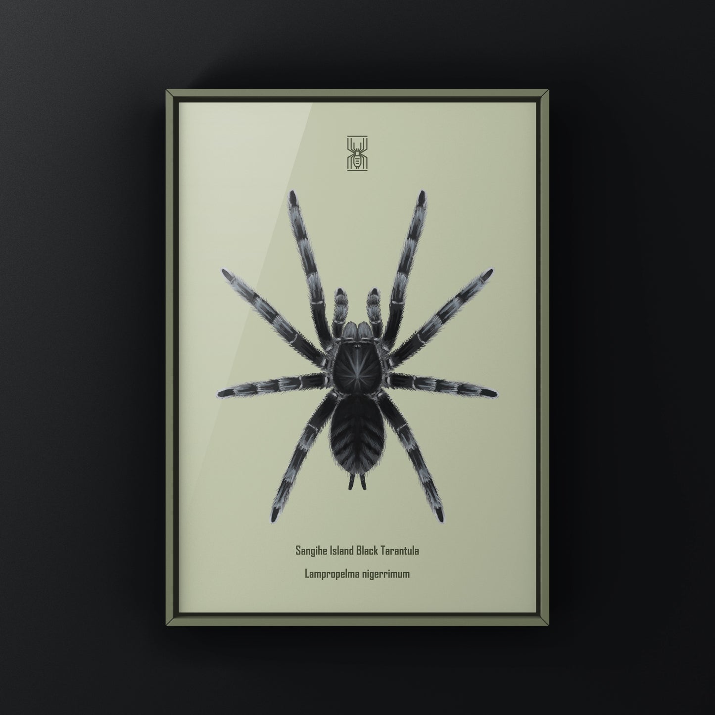 Black tarantula art print featuring Lampropelma nigerrimum from Sangihe Island by The Silk Ranch.