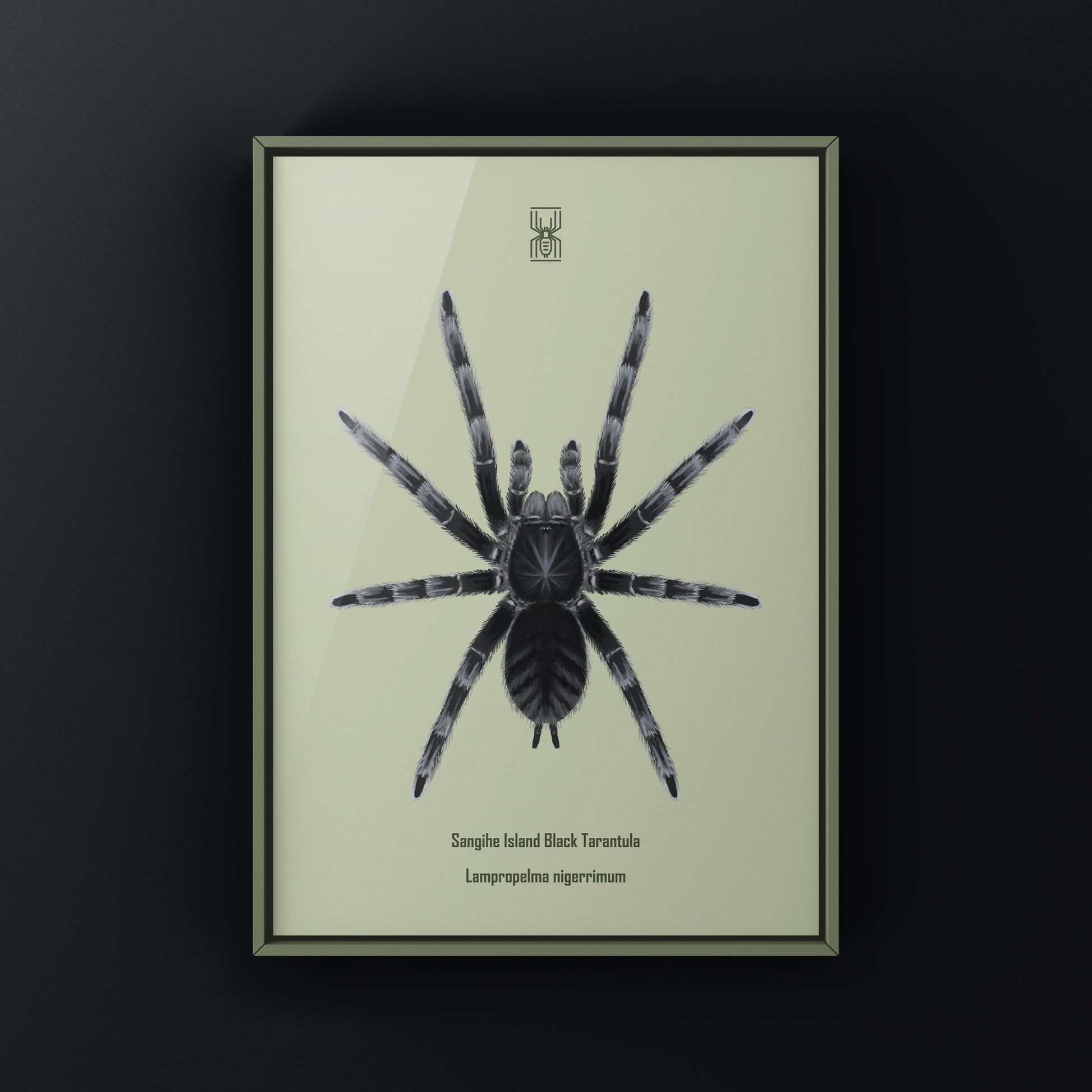 Black tarantula art print featuring Lampropelma nigerrimum from Sangihe Island by The Silk Ranch.
