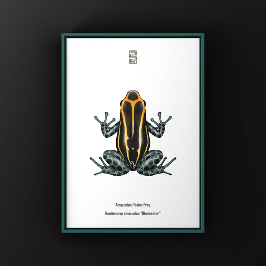 Colorful Blackwater Amazonian Poison Frog art print featuring Ranitomeya amazonica, showcasing vibrant rainforest amphibian artwork.
