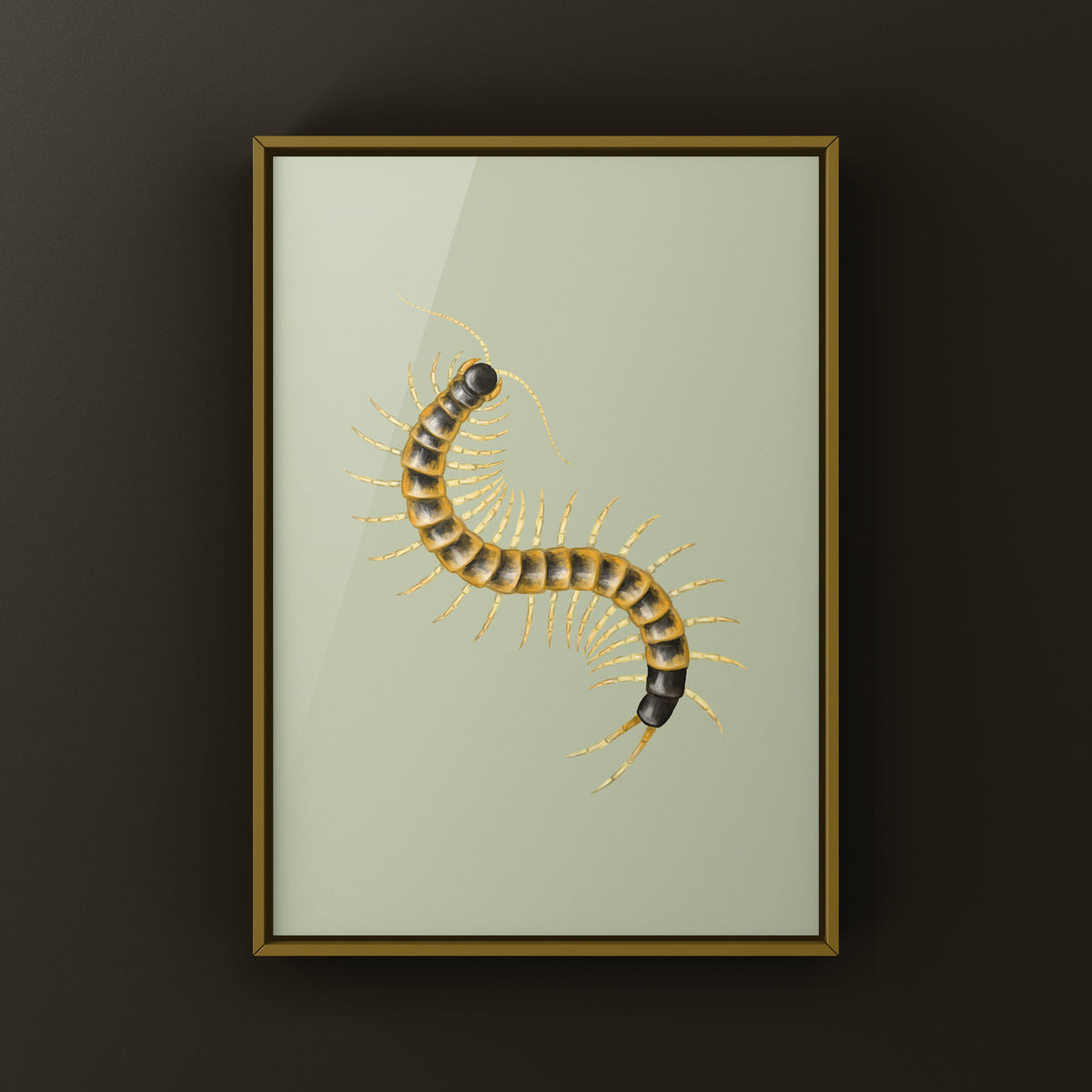 Giant desert centipede art print featuring a blotched Scolopendra heros, detailed illustration by The Silk Ranch.