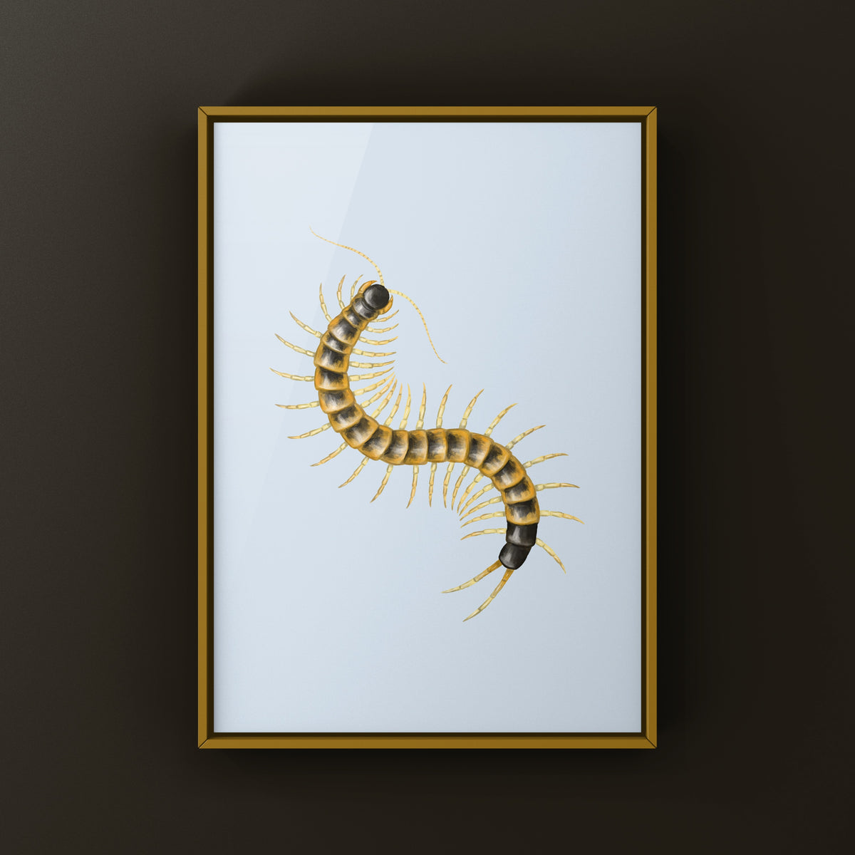 Giant desert centipede art print featuring a blotched Scolopendra heros, detailed insect illustration from The Silk Ranch.