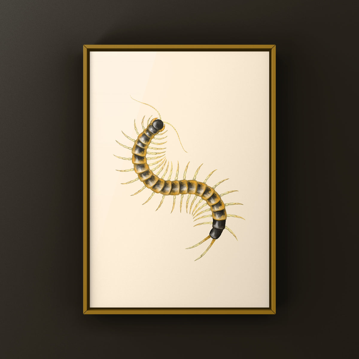 Giant desert centipede art print featuring a blotched Scolopendra heros, detailed illustration by The Silk Ranch.