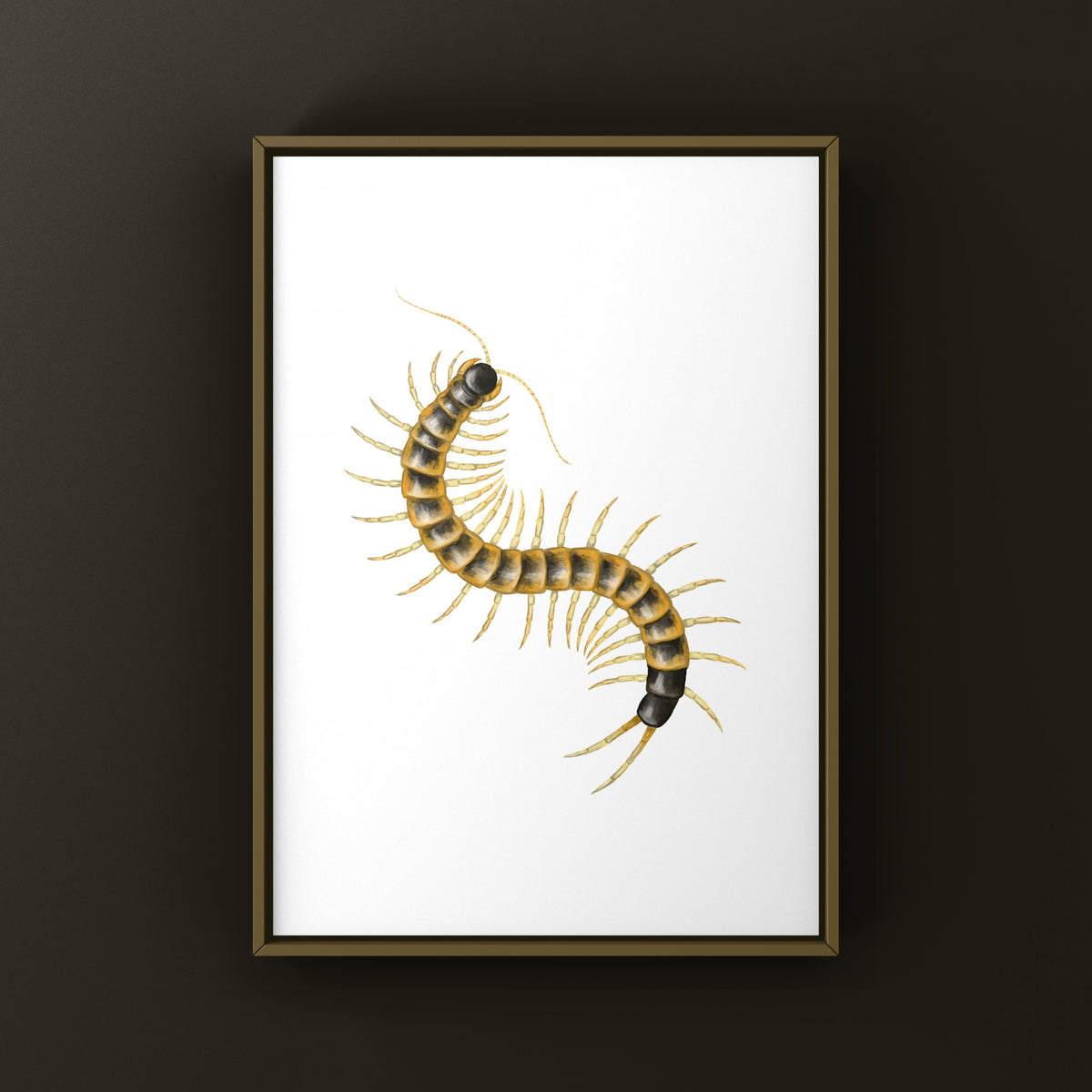 Giant desert centipede art print featuring Scolopendra heros "Blotched" by The Silk Ranch, showcasing detailed insect illustration.