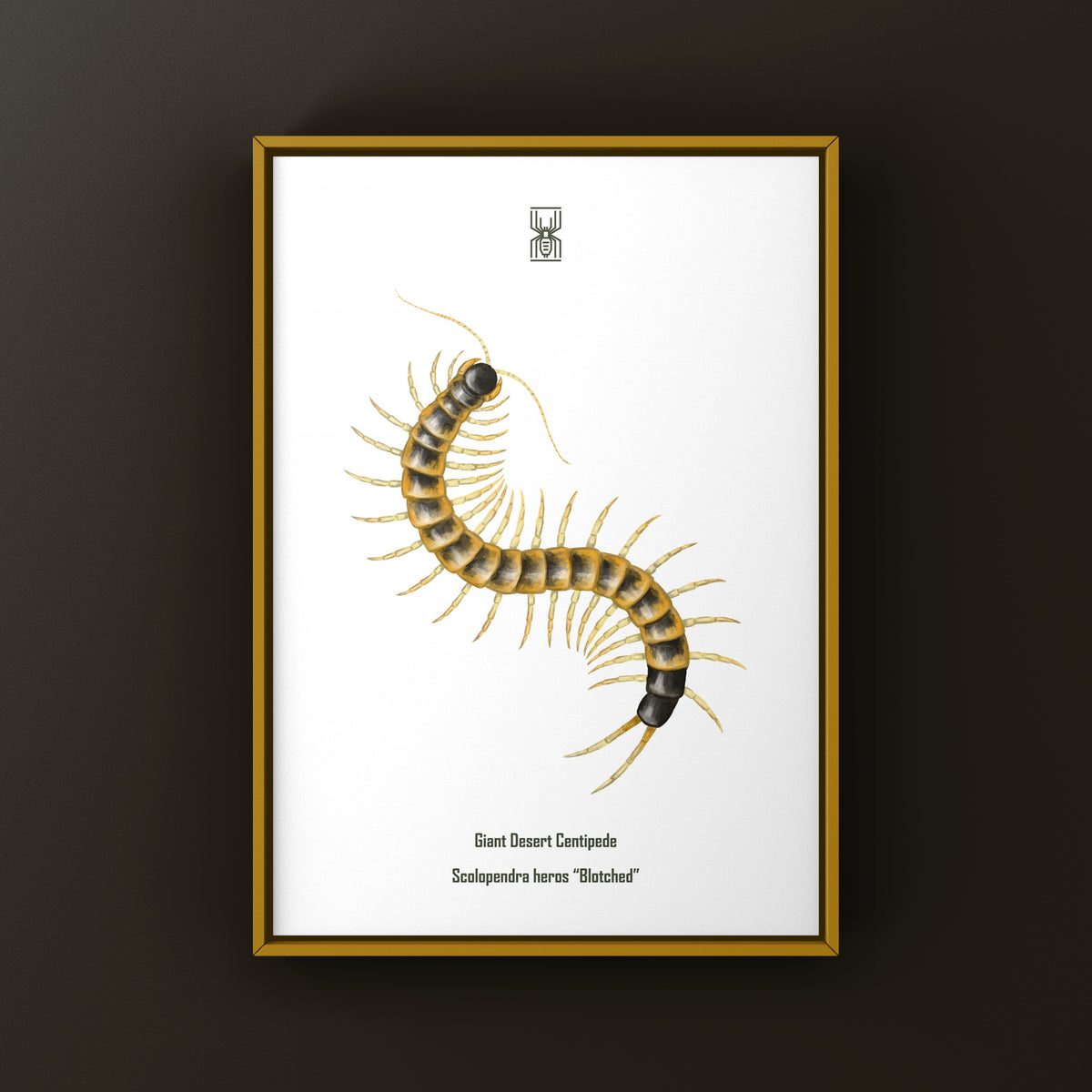 Giant desert centipede art print featuring a blotched Scolopendra heros, displayed with detailed, vibrant insect illustration.