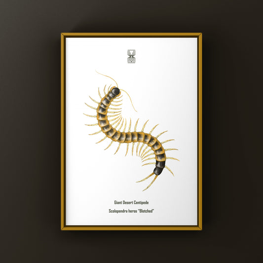 Giant desert centipede art print featuring a blotched Scolopendra heros, displayed with detailed, vibrant insect illustration.
