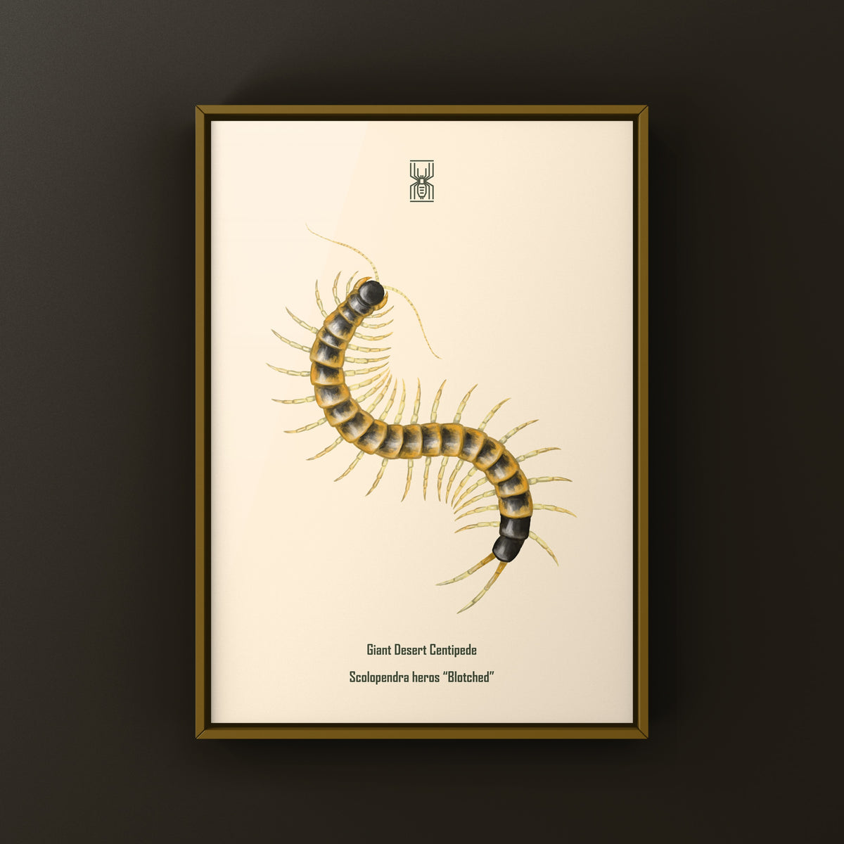 Giant desert centipede art print featuring a blotched Scolopendra heros, detailed illustration by The Silk Ranch.