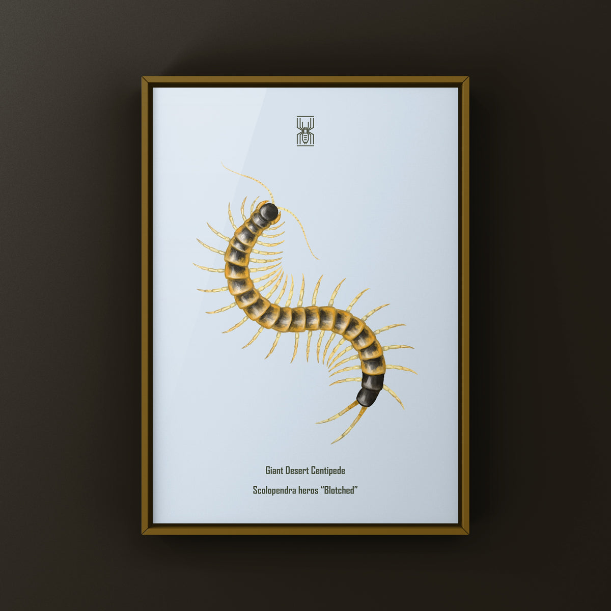 Giant desert centipede art print featuring a blotched Scolopendra heros, detailed illustration by The Silk Ranch.