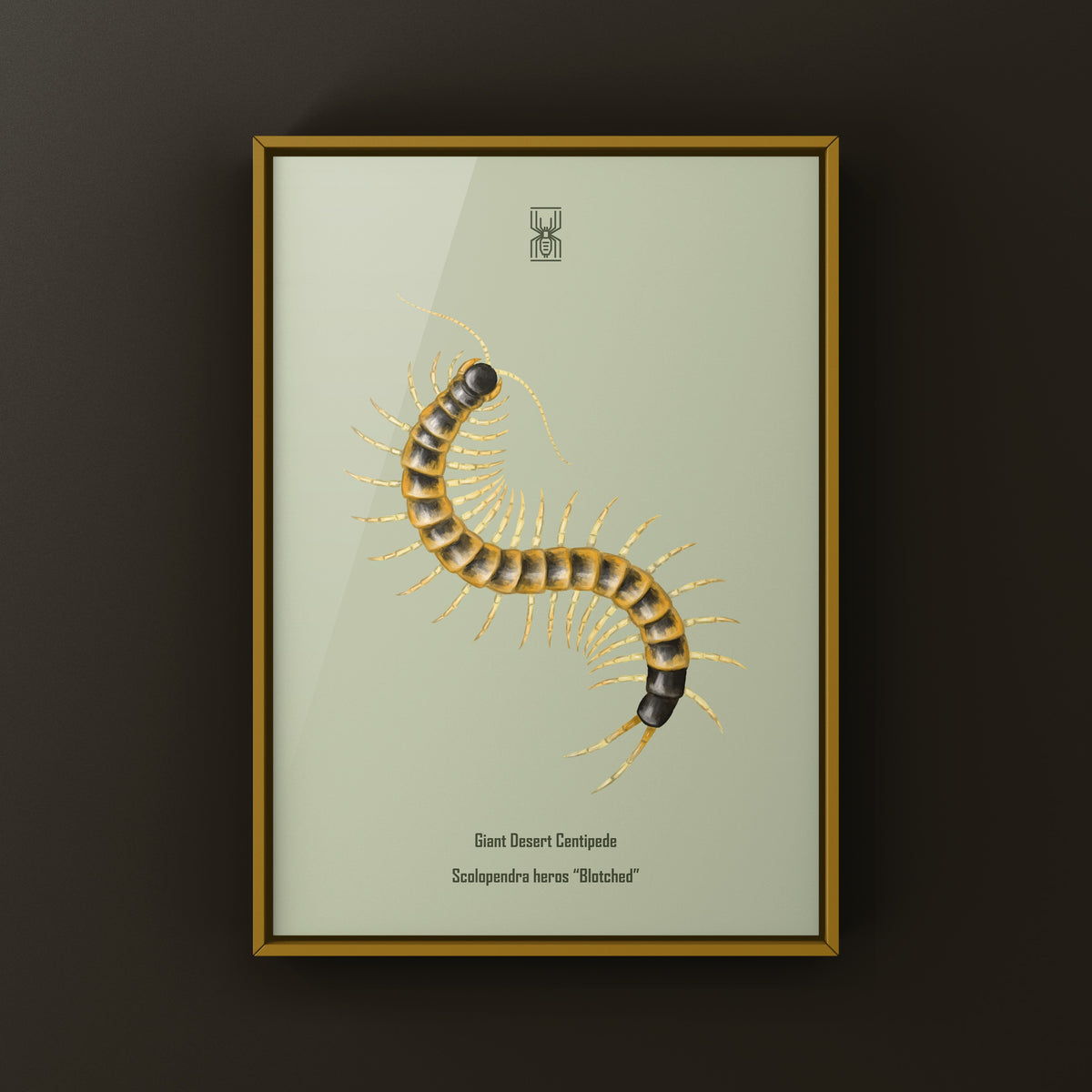 Colorful giant desert centipede art print featuring the Scolopendra heros "Blotched" species, displayed on a neutral background.