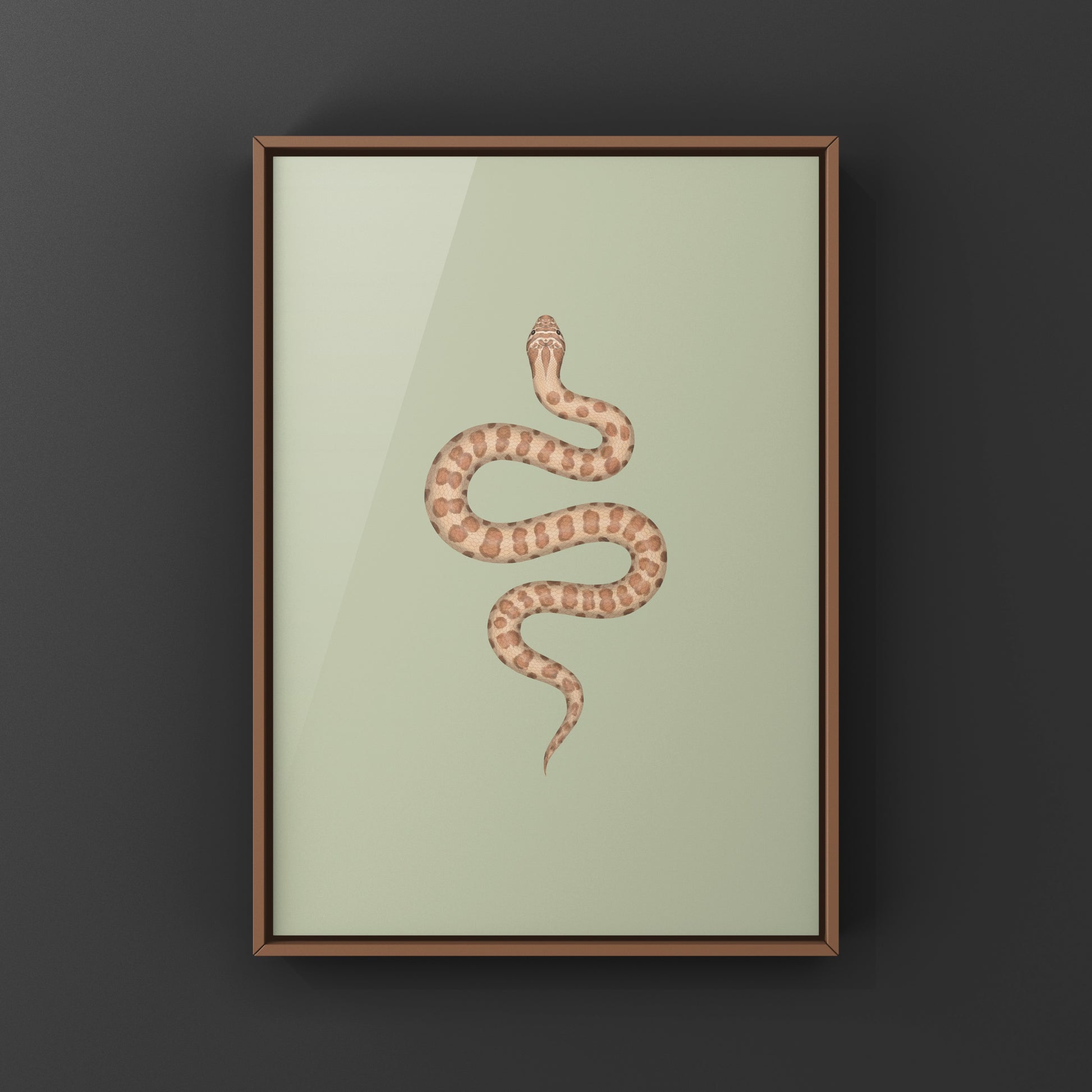 Western Hognose Snake art print featuring a caramel-colored Heterodon nasicus by The Silk Ranch, showcasing detailed snake illustration.