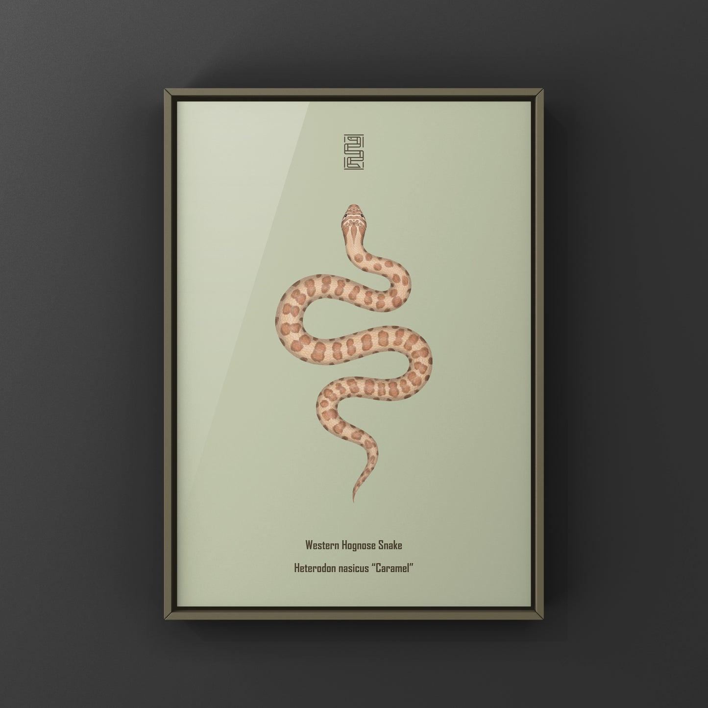 Caramel Western Hognose Snake art print by The Silk Ranch, featuring detailed illustrations of the Heterodon nasicus snake.