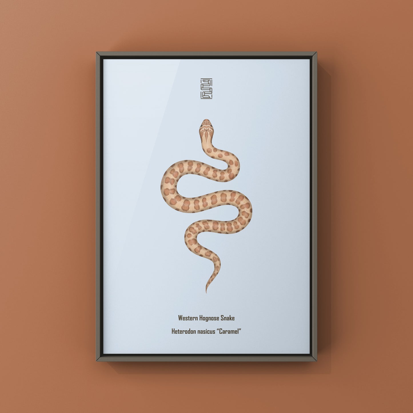 Caramel Western Hognose Snake art print by The Silk Ranch showing detailed illustration of the Heterodon nasicus snake.
