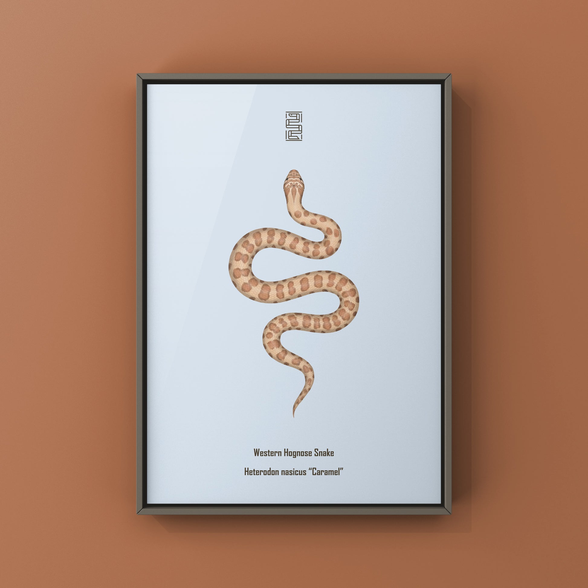 Caramel Western Hognose Snake art print by The Silk Ranch showing detailed illustration of the Heterodon nasicus snake.