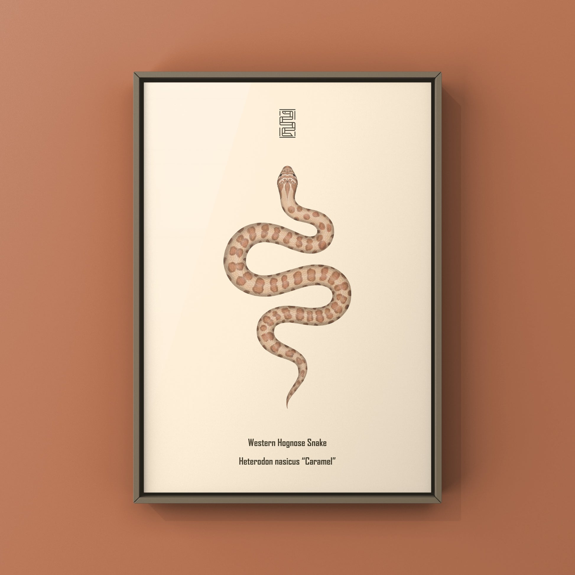 Caramel Western Hognose Snake art print by The Silk Ranch showing detailed illustration of the Heterodon nasicus reptile.