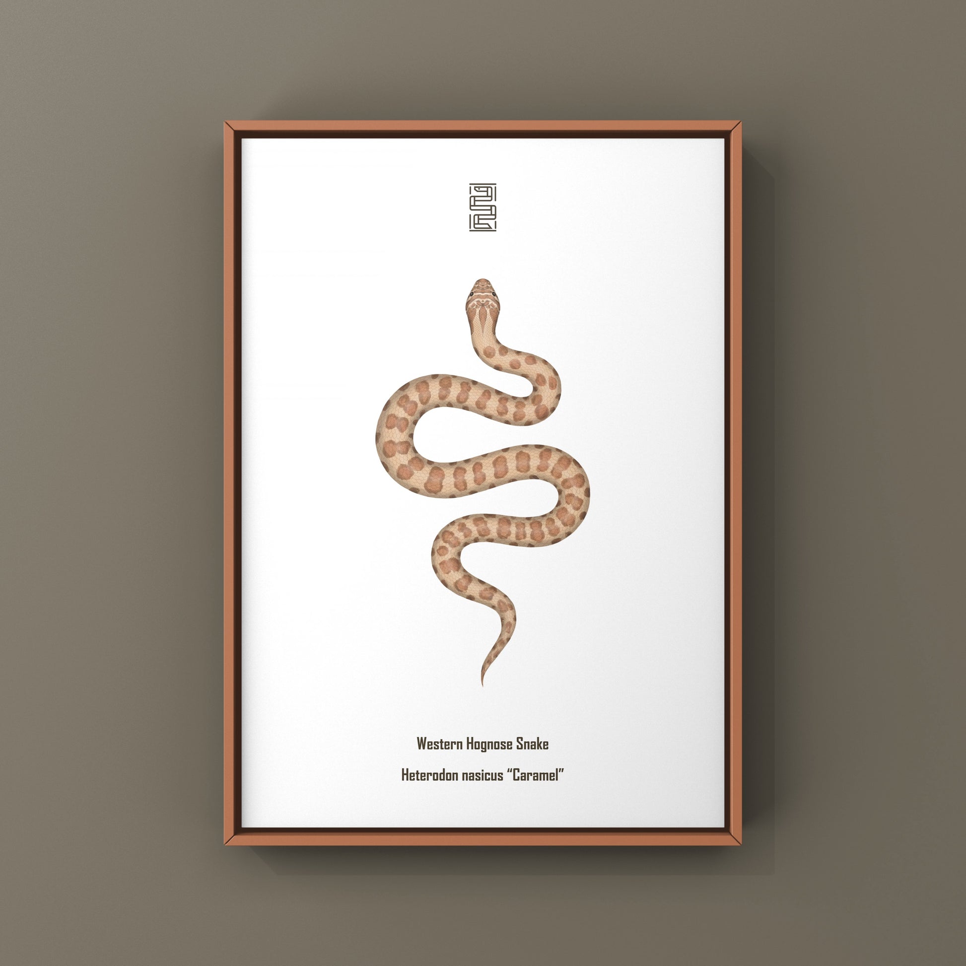 Caramel Western Hognose Snake art print by The Silk Ranch, featuring detailed illustration of Heterodon nasicus on a white background.